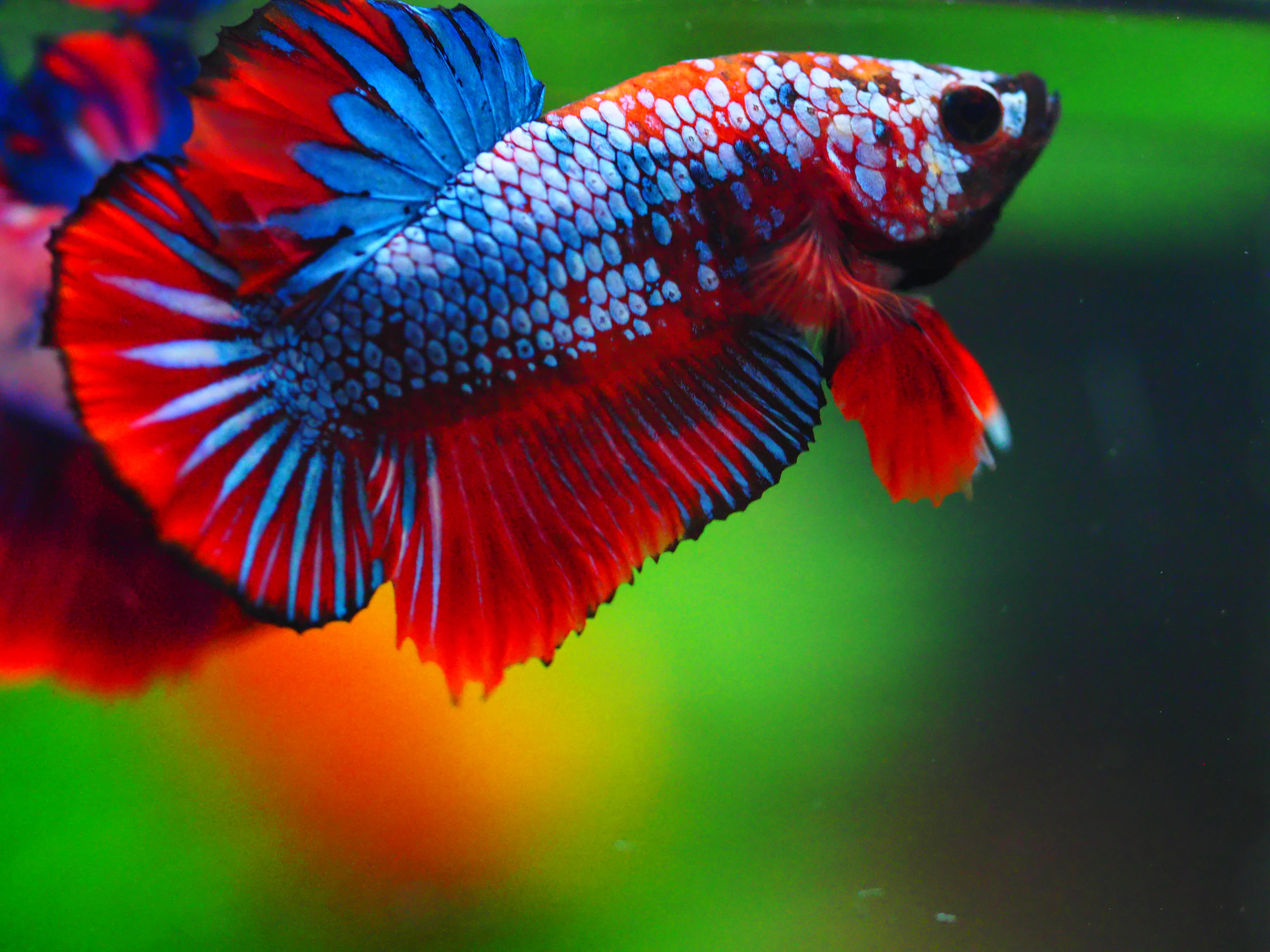 HMPK FANCY MALE GRADE A +++