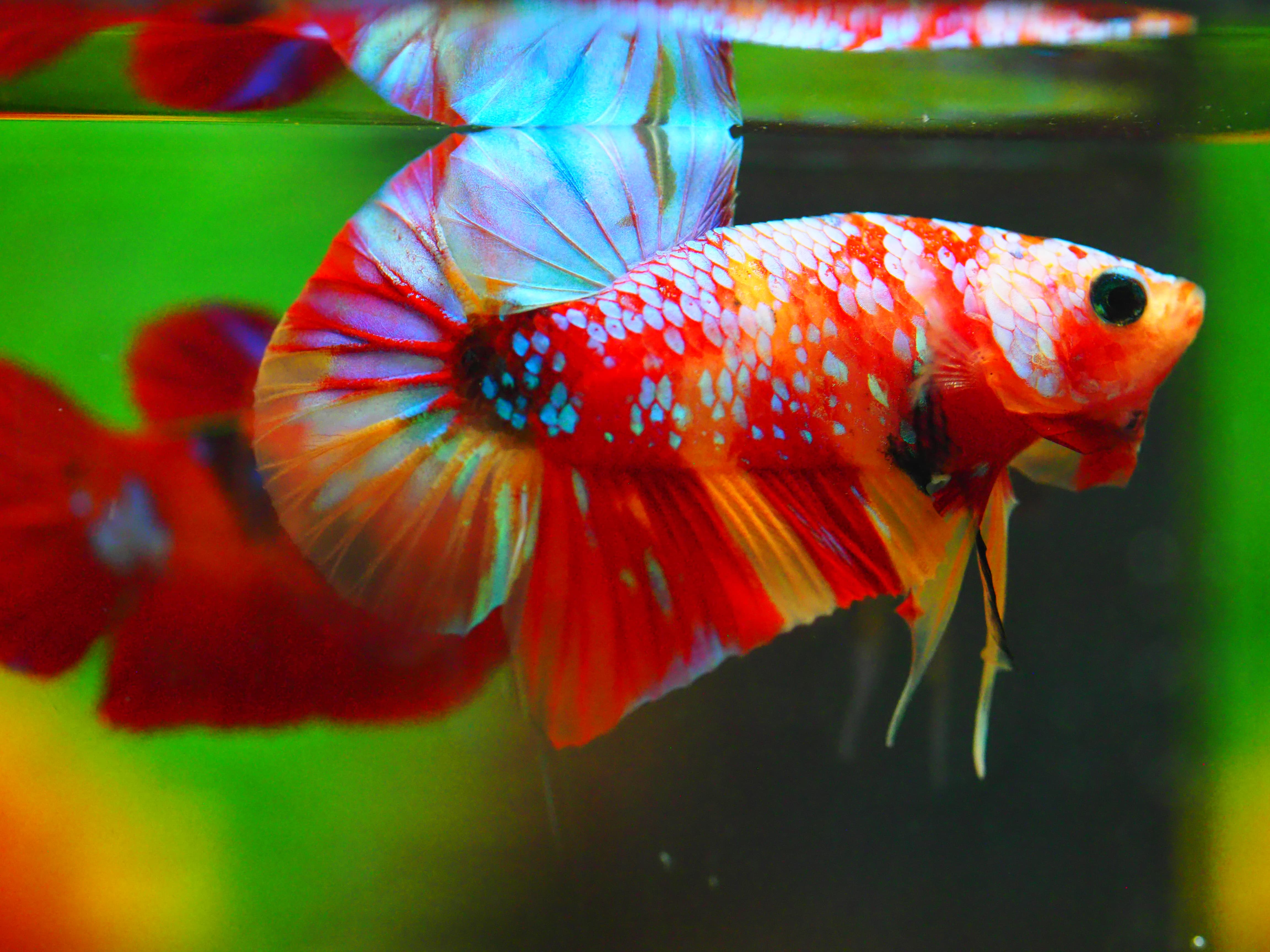 HMPK NEMO GALAXY MALE GRADE A +++