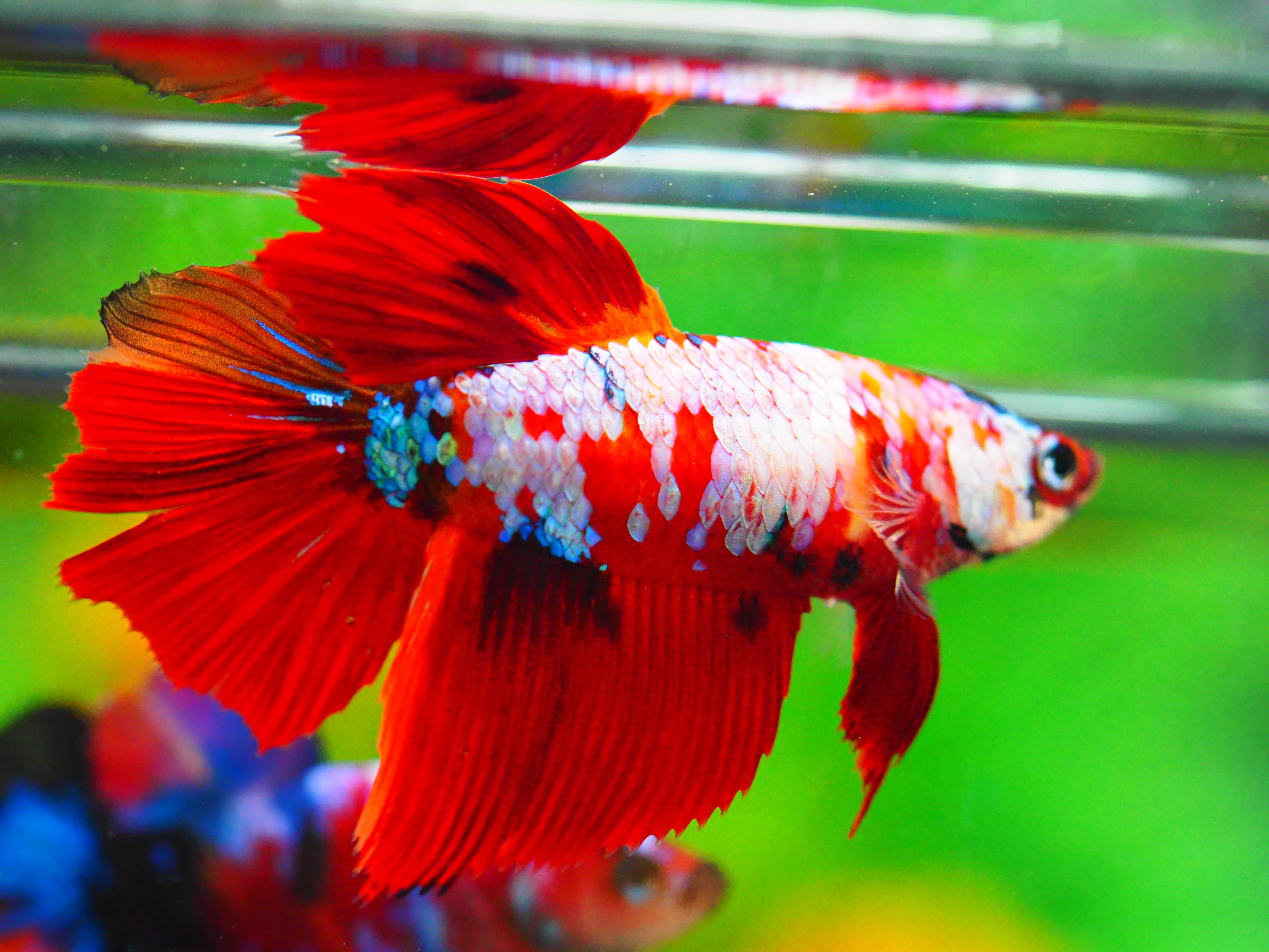 HM NEMO GALAXY FNMALE GRADE A +++