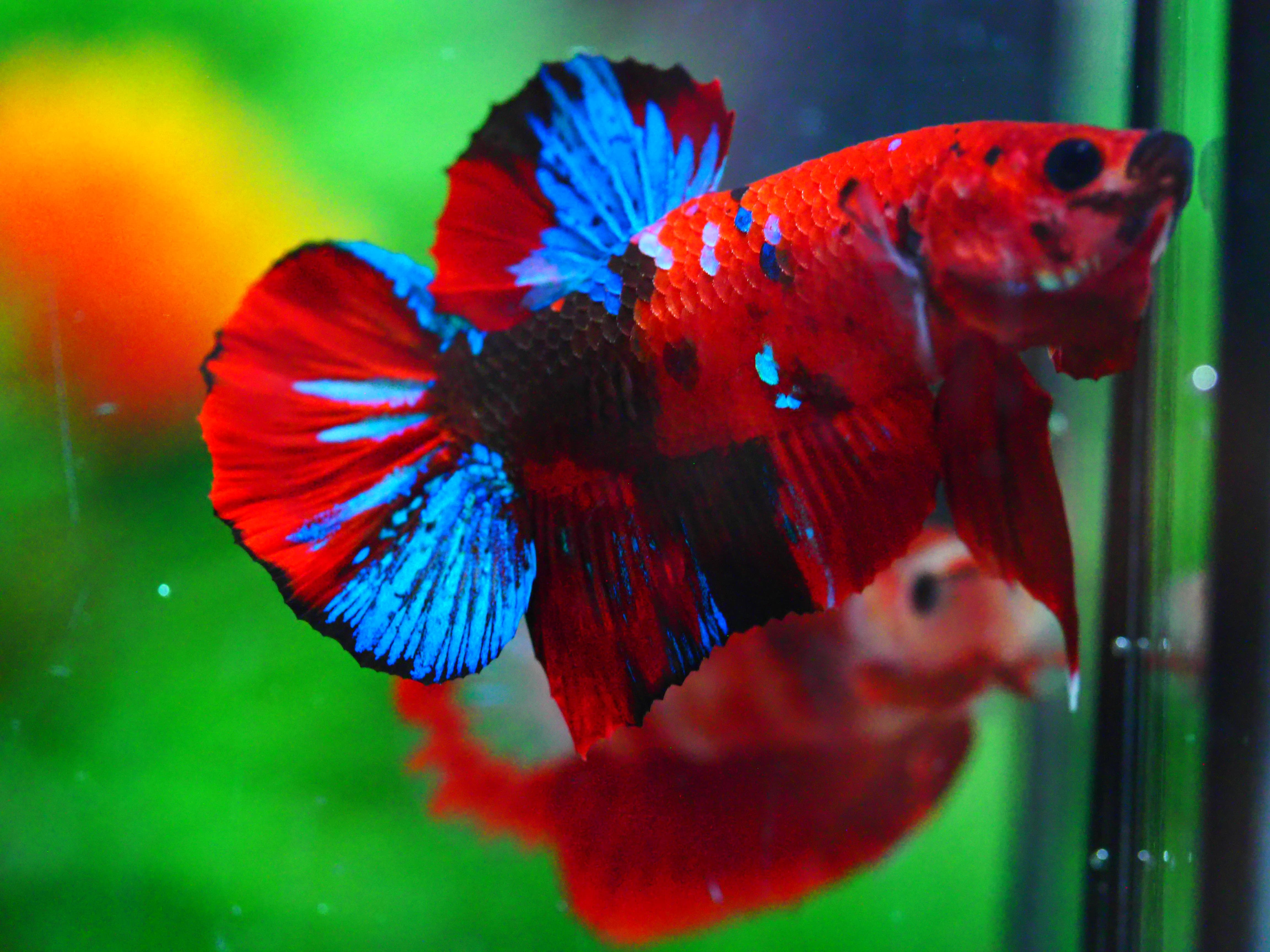 HMPK KOI GALAXY MALE GRADE A +++