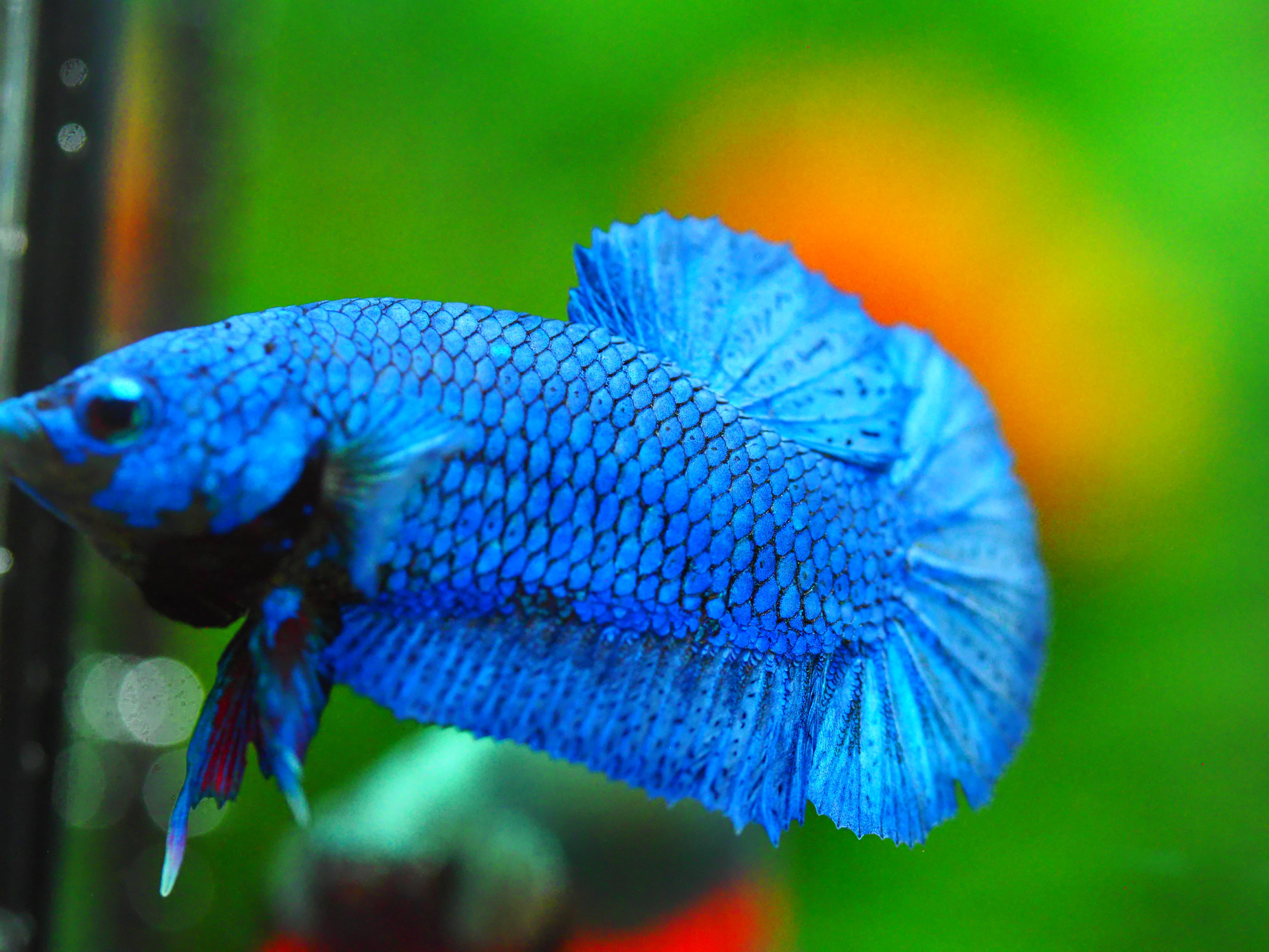 HMPK FANCY MALE GRADE A +++