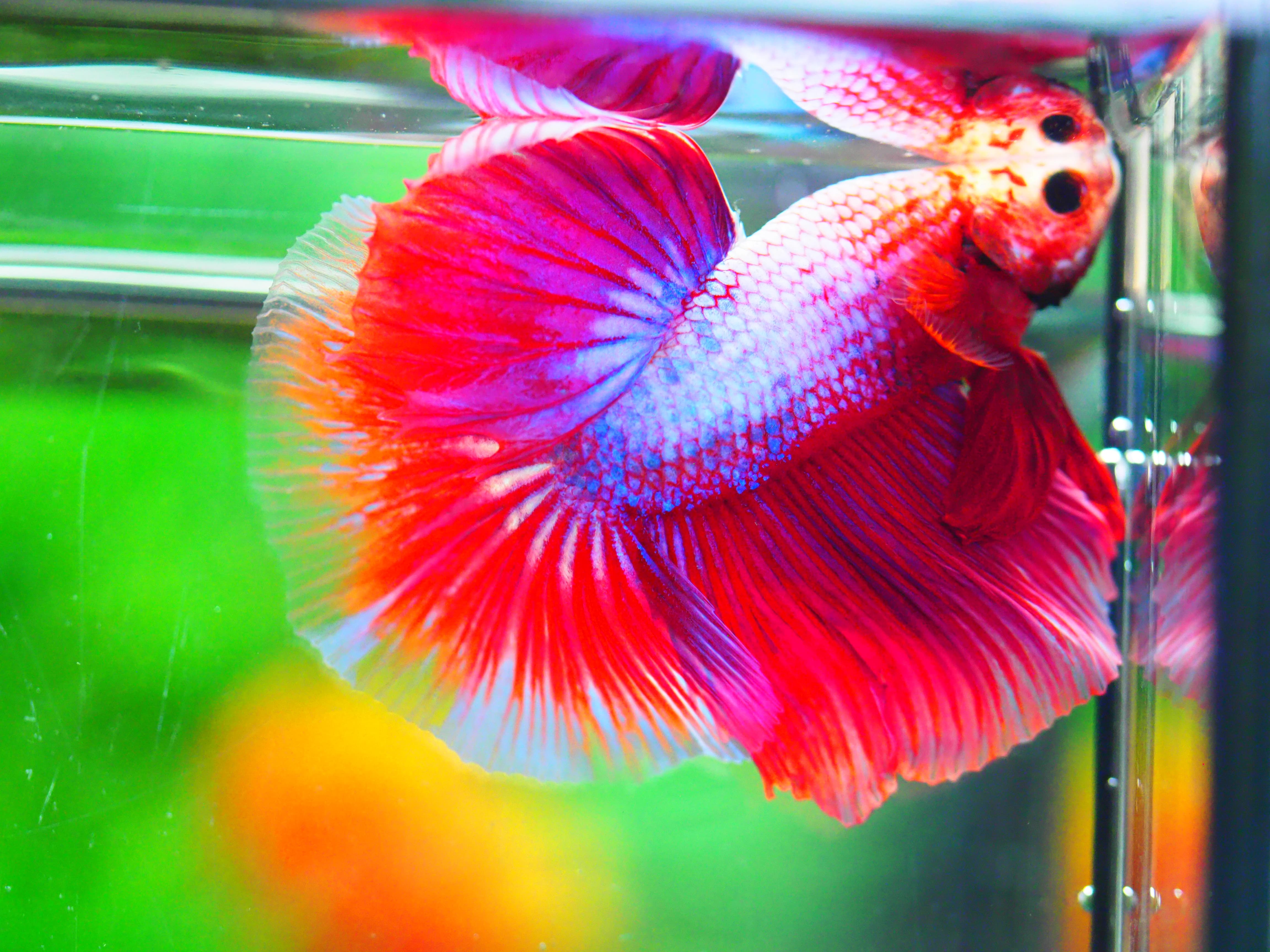 HM FANCY MALE GRADE A +++