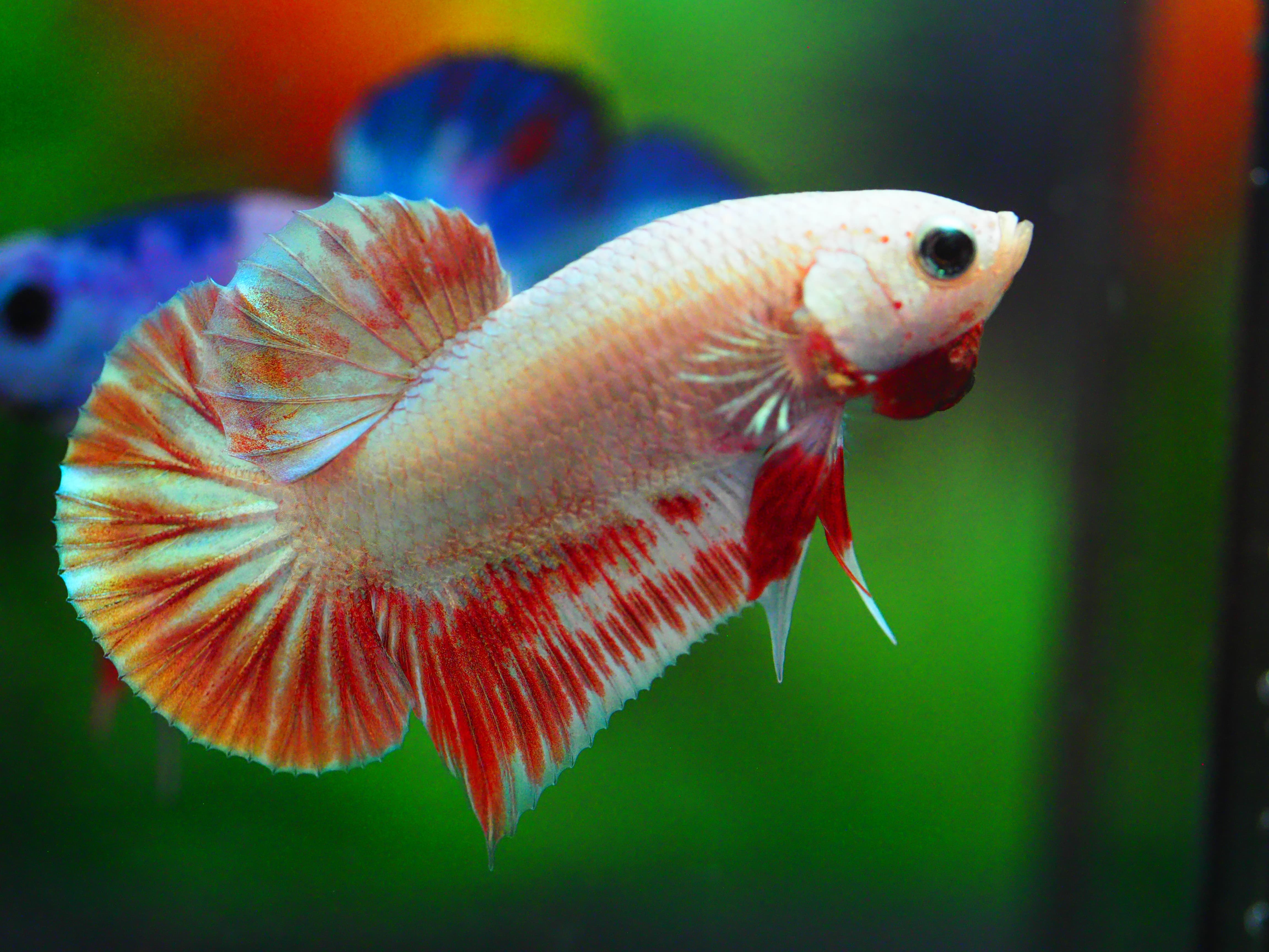 HMPK COPPER RED MALE GRADE A +++