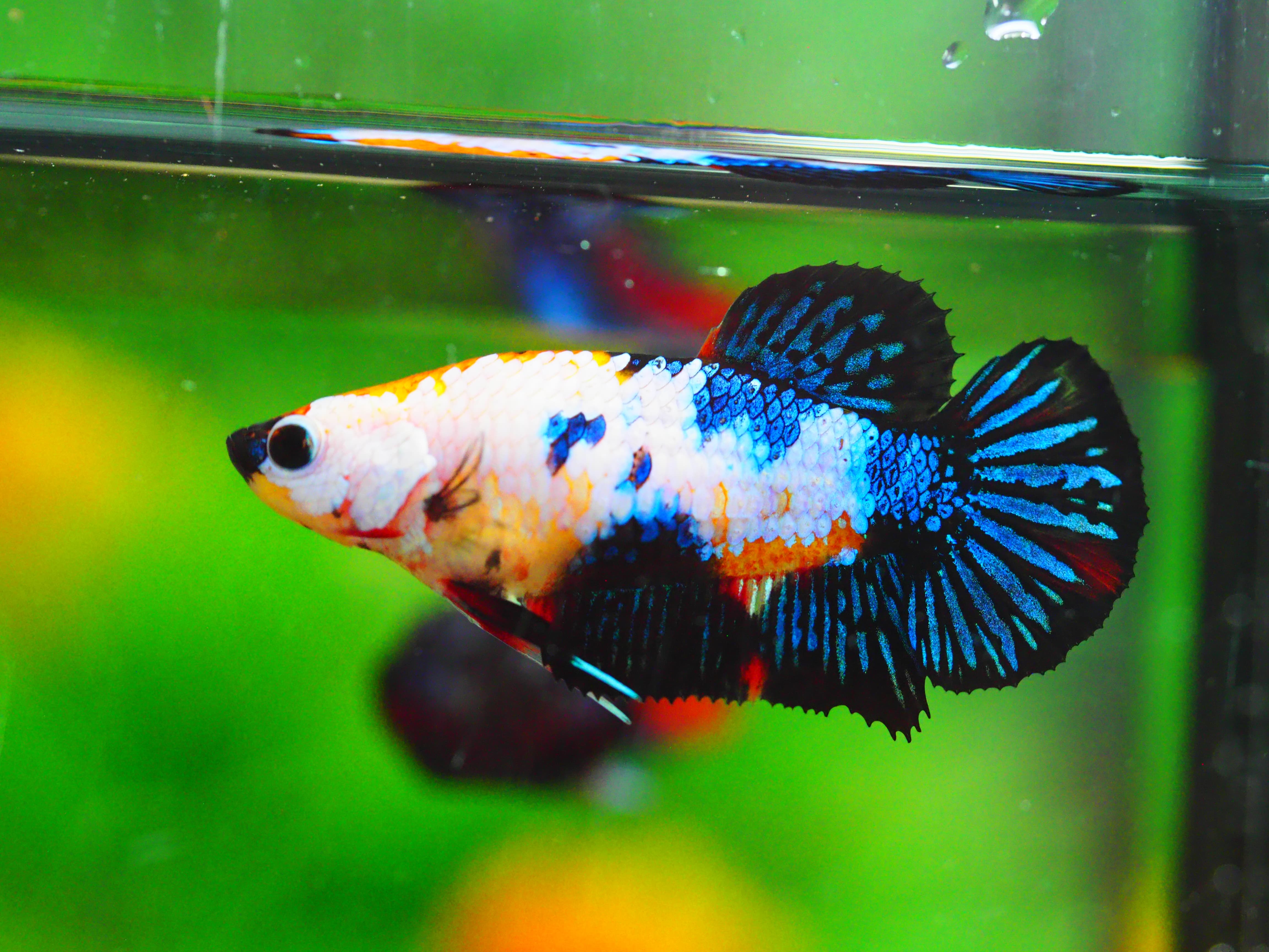HMPK KOI GLAXY GRADE A++ FEMALE