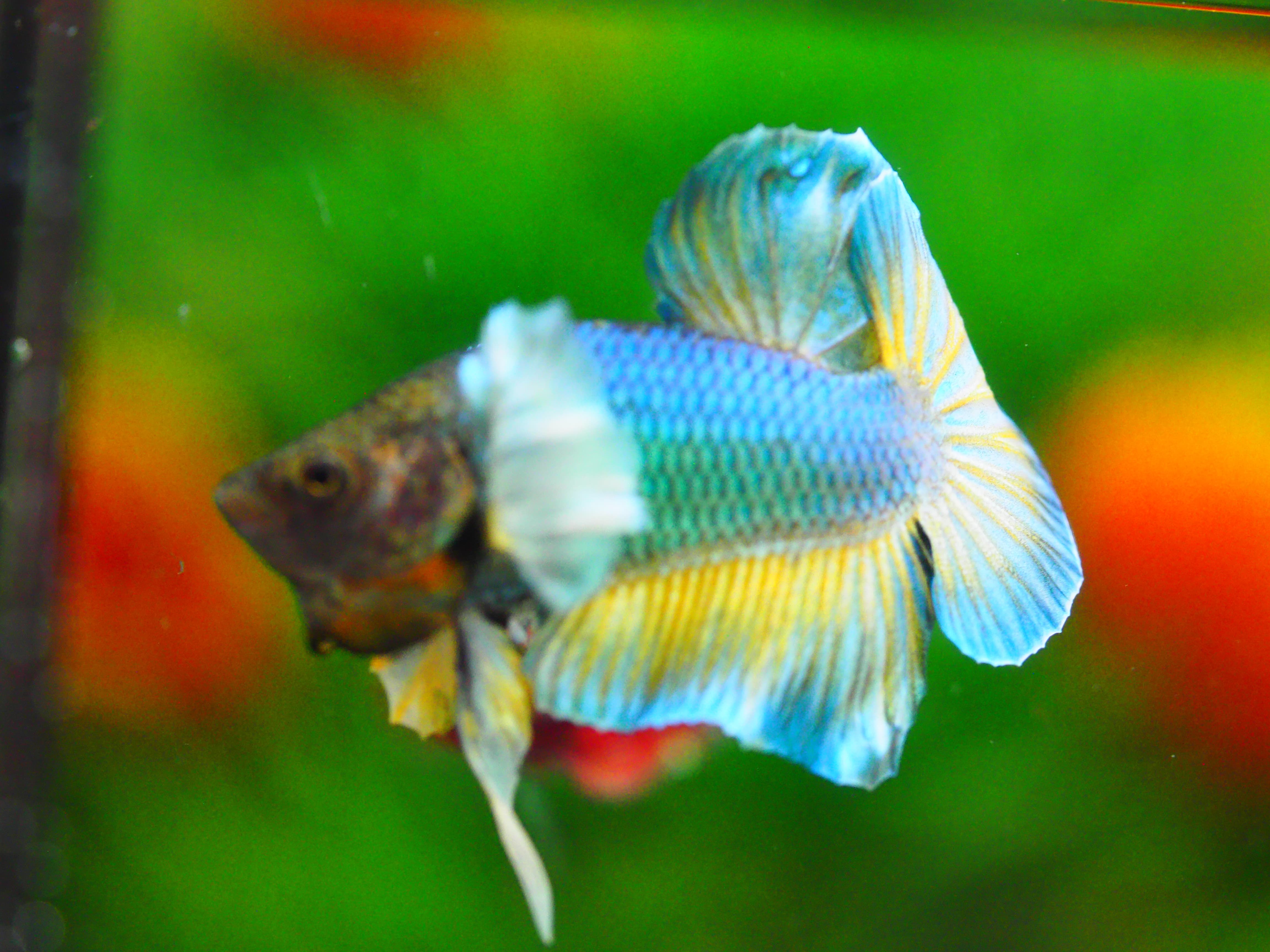 HMPK DUMBO MALE GRADE A +++