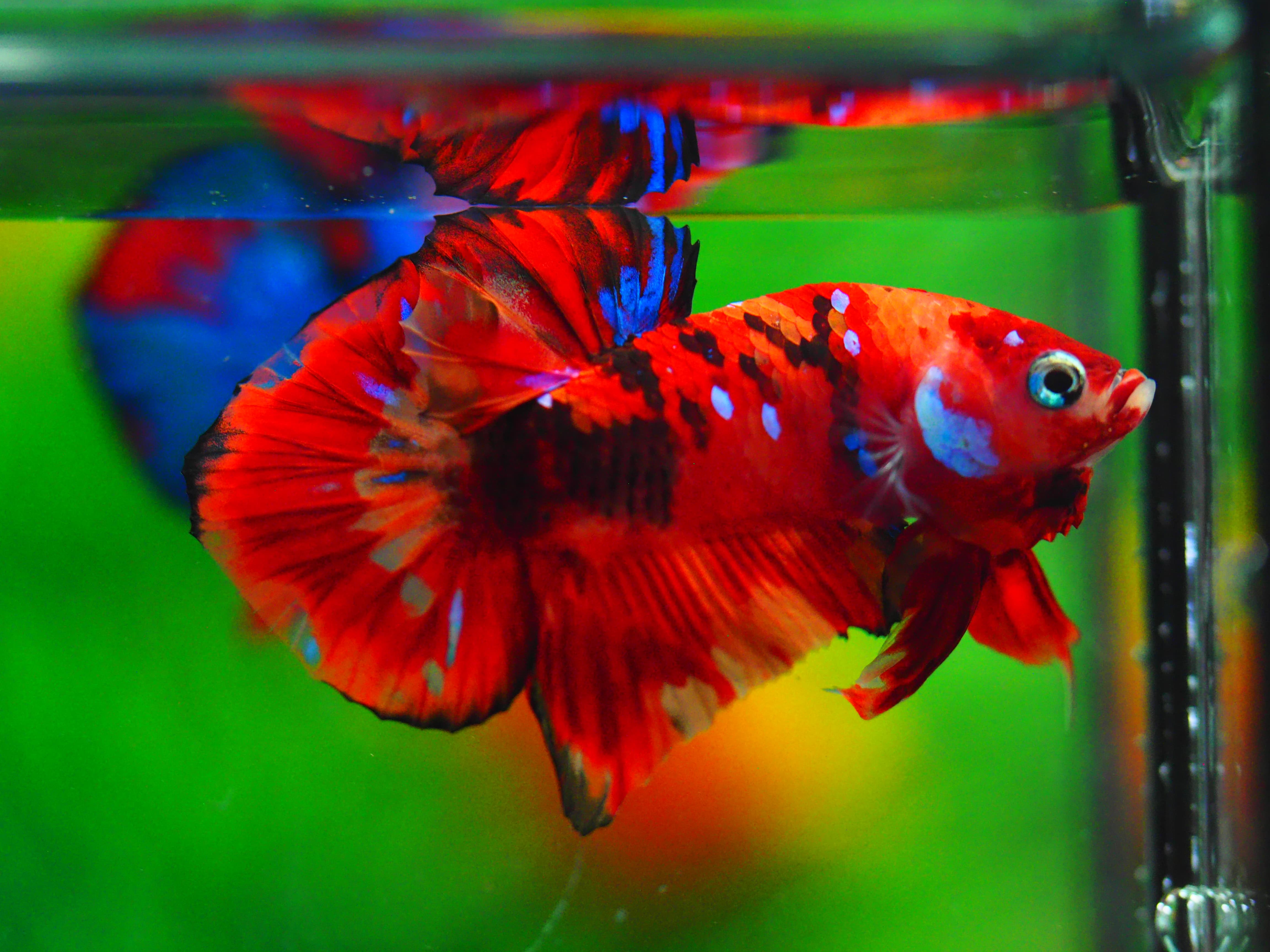 HMPK NEMO MALE GRADE A++