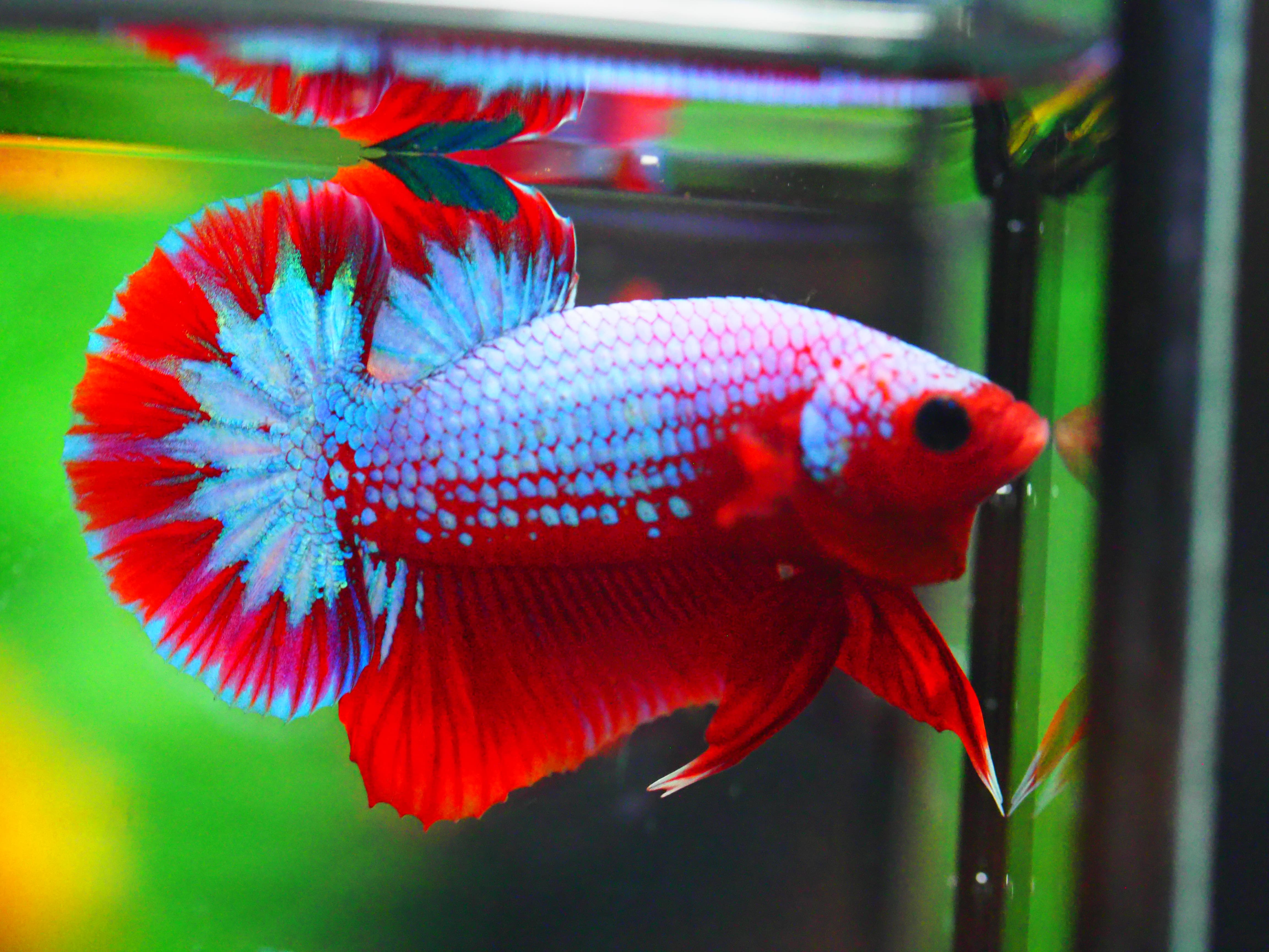 HMPK FANCY MALE GRADE A +++