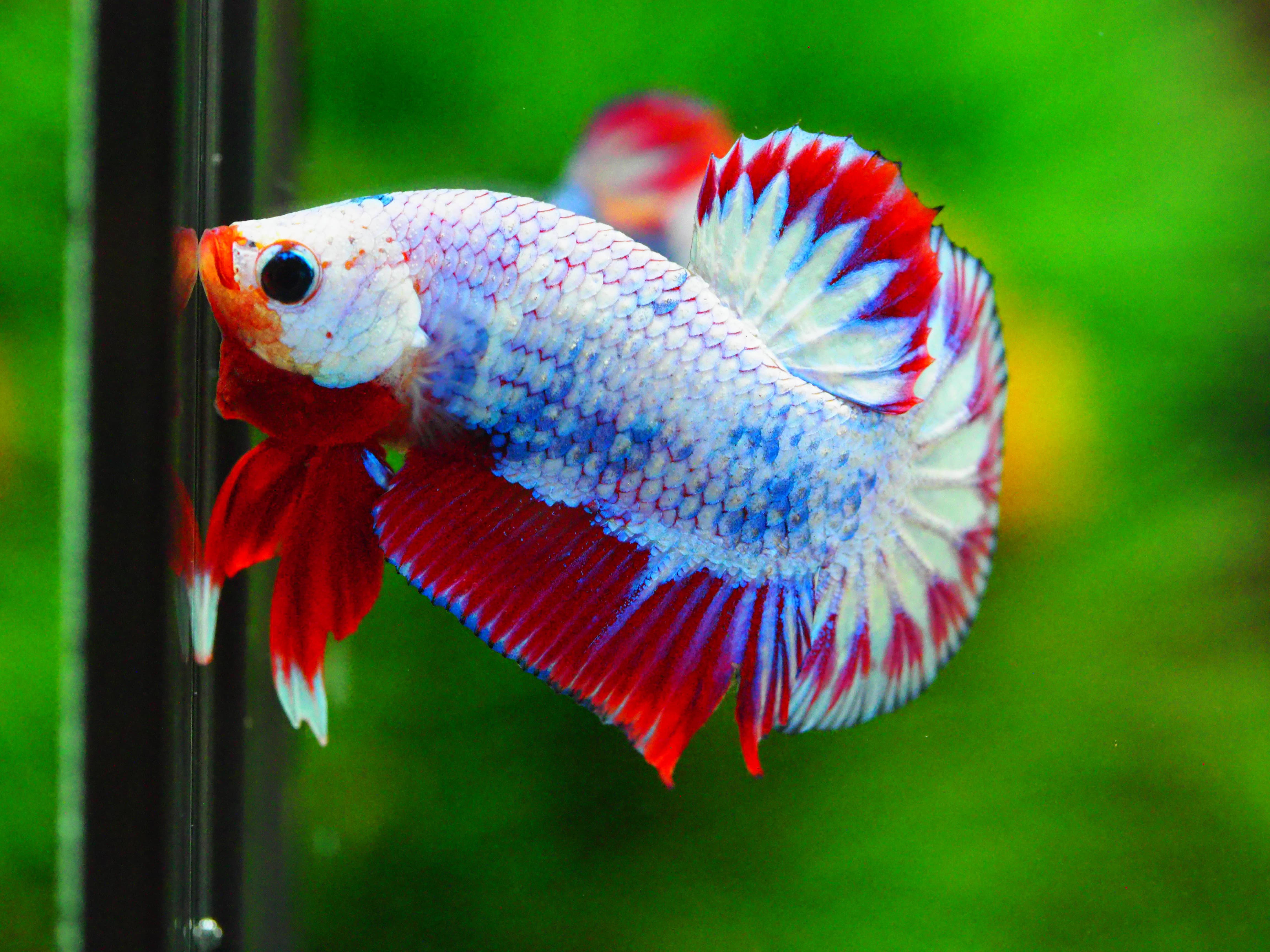 HMPK FANCY MALE GRADE A +++