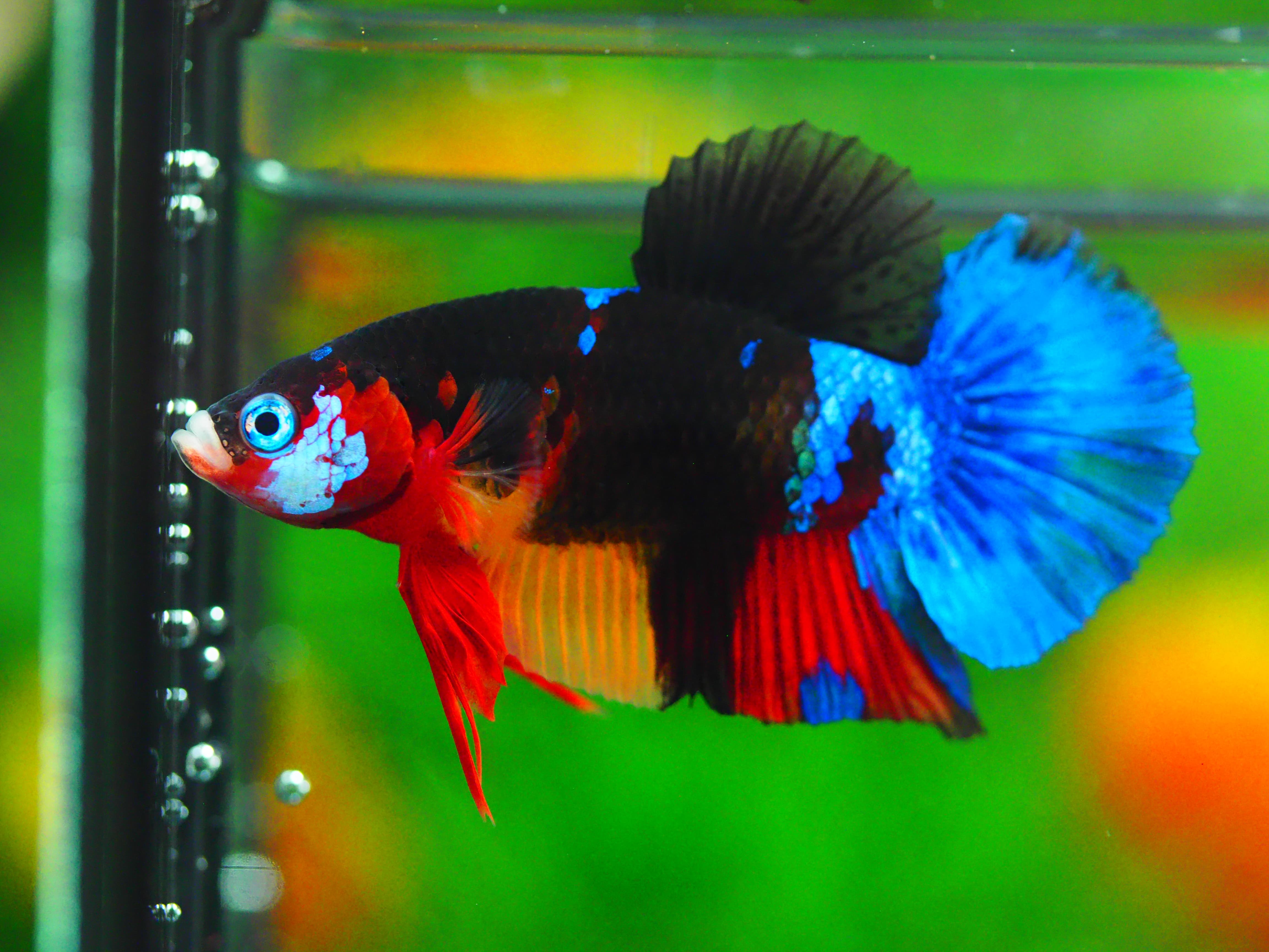 HMPK KOI GALAXY MALE GRADE A +++