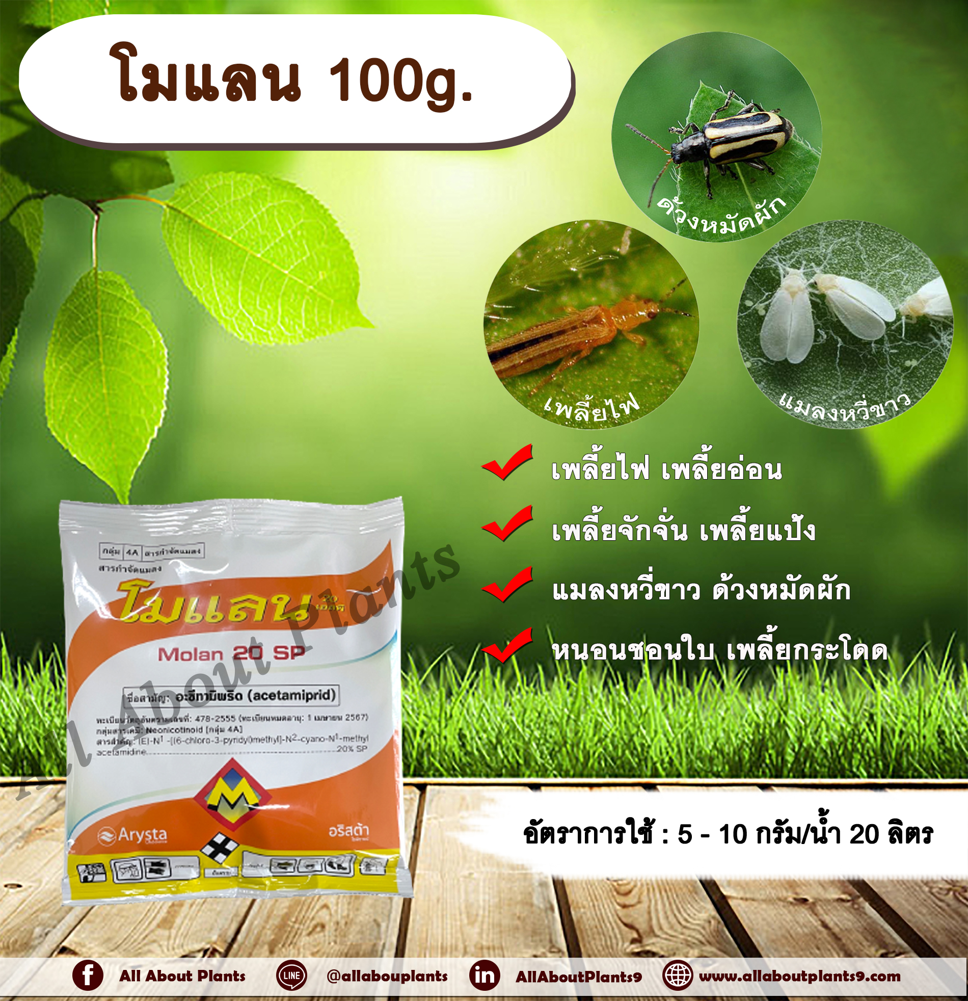 โมแลน 100g. อะซีทามิพริด อะเซทามิพริด สารกำจัดแมลง ดูดซึม กำจัด เพลี้ยไฟ แมลงหวี่ขาว ด้วงหมัดผัก เพลี้ยอ่อน เพลี้ยจักจั่น เพลี้ยแป้ง หนอนชอนใบ เพลี้ยกระโดด allaboutplants ชิ้น