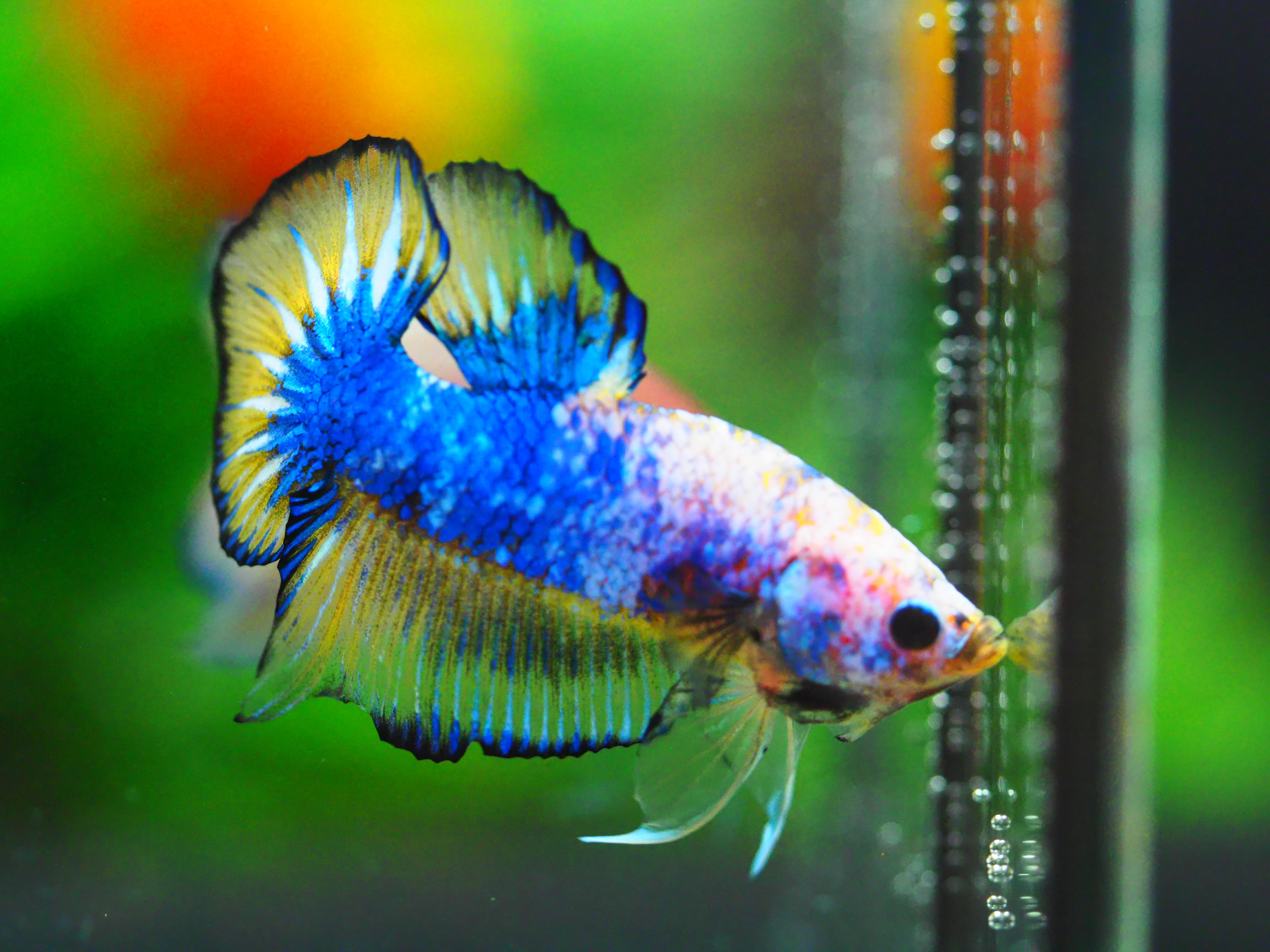 HMPK FANCY MALE GRADE A +++