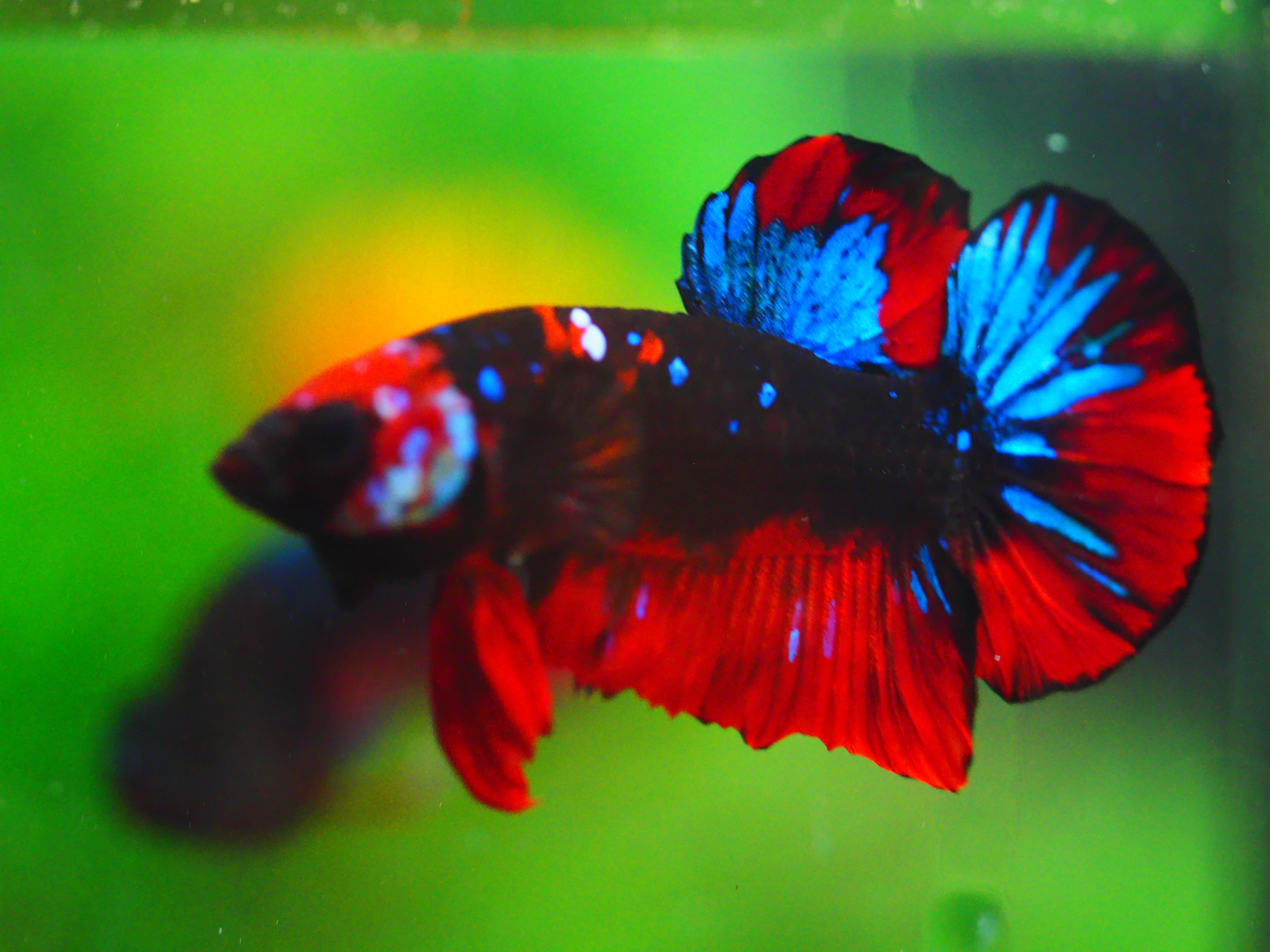 HMPK KOI GALAXY MALE GRADE A +++