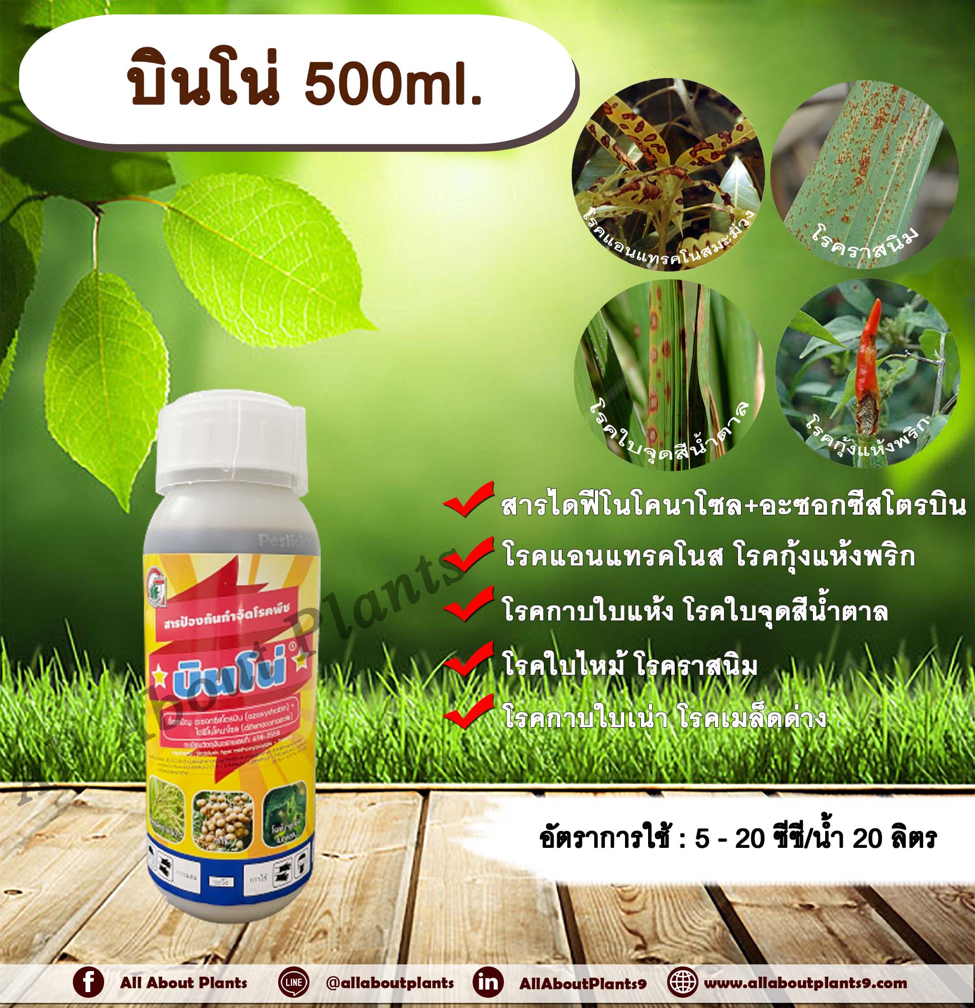 บินโน่ 500ml. ไดฟีโนโคนาโซล+อะซอกซีสโตรบิน สารป้องกันกำจัดโรคพืช กำจัดเชื้อรา โรคกาบใบแห้ง กาบใบเน่า ใบจุดสีน้ำตาล โรคเมล็ดด่าง โรคแอนแทคโนส โรคกุ้งแห้งพริก โรคราสนิม โรคใบไหม้ โรคใบจุด กรีนลีฟส์ allaboutplants ชิ้น