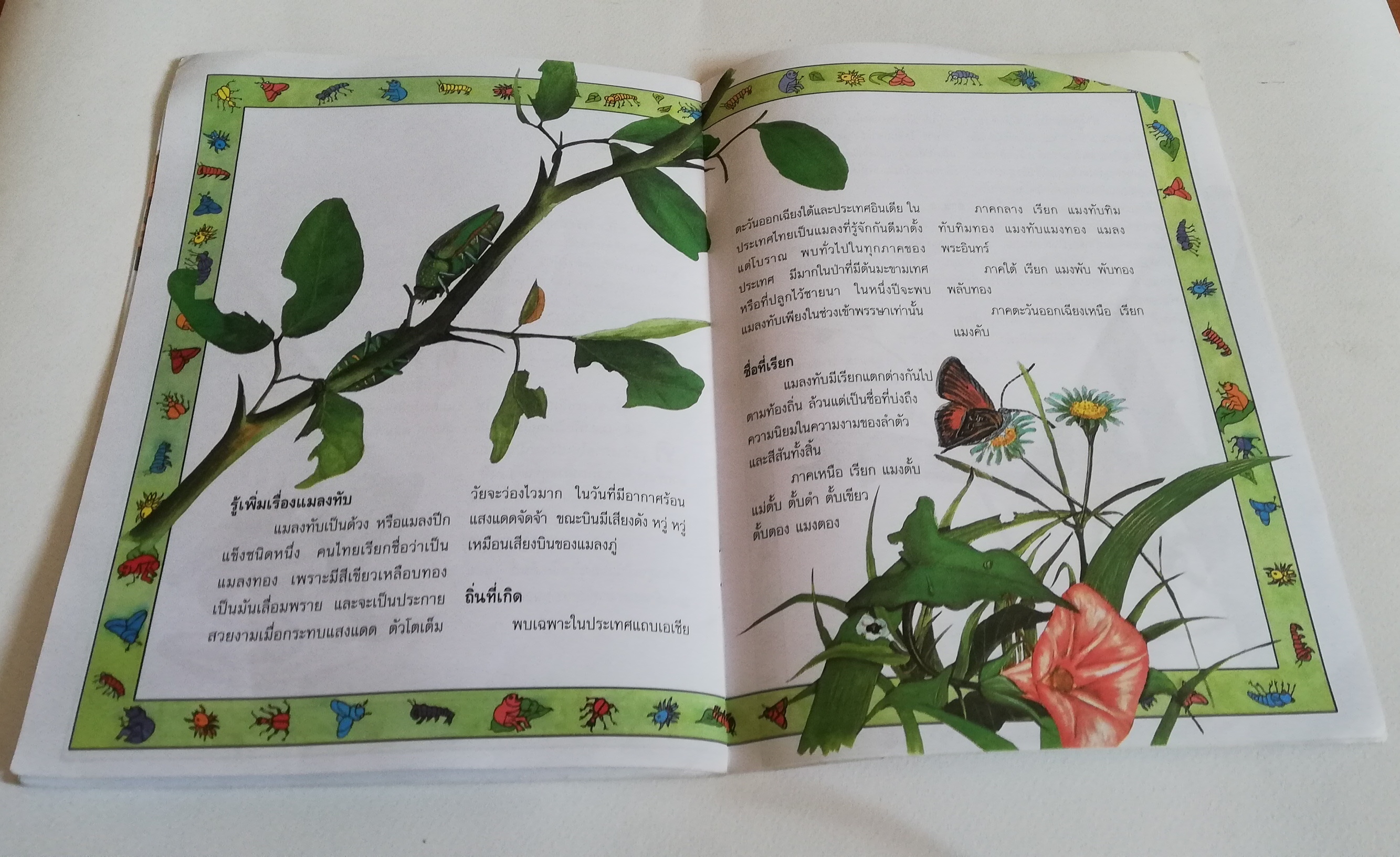 มีหลายภาพ หนังสือภาพเล่มใหญ่ มีตำหนิ โปรดดูทุกภาพ, แมลงทับทอง เรื่องโดย สิรินทร์ ช่วงโชติ, ภาพโดย ธีระพันธ์ ลอไพบูลย์ พิมพ์ครั้งล่าสุด 2547