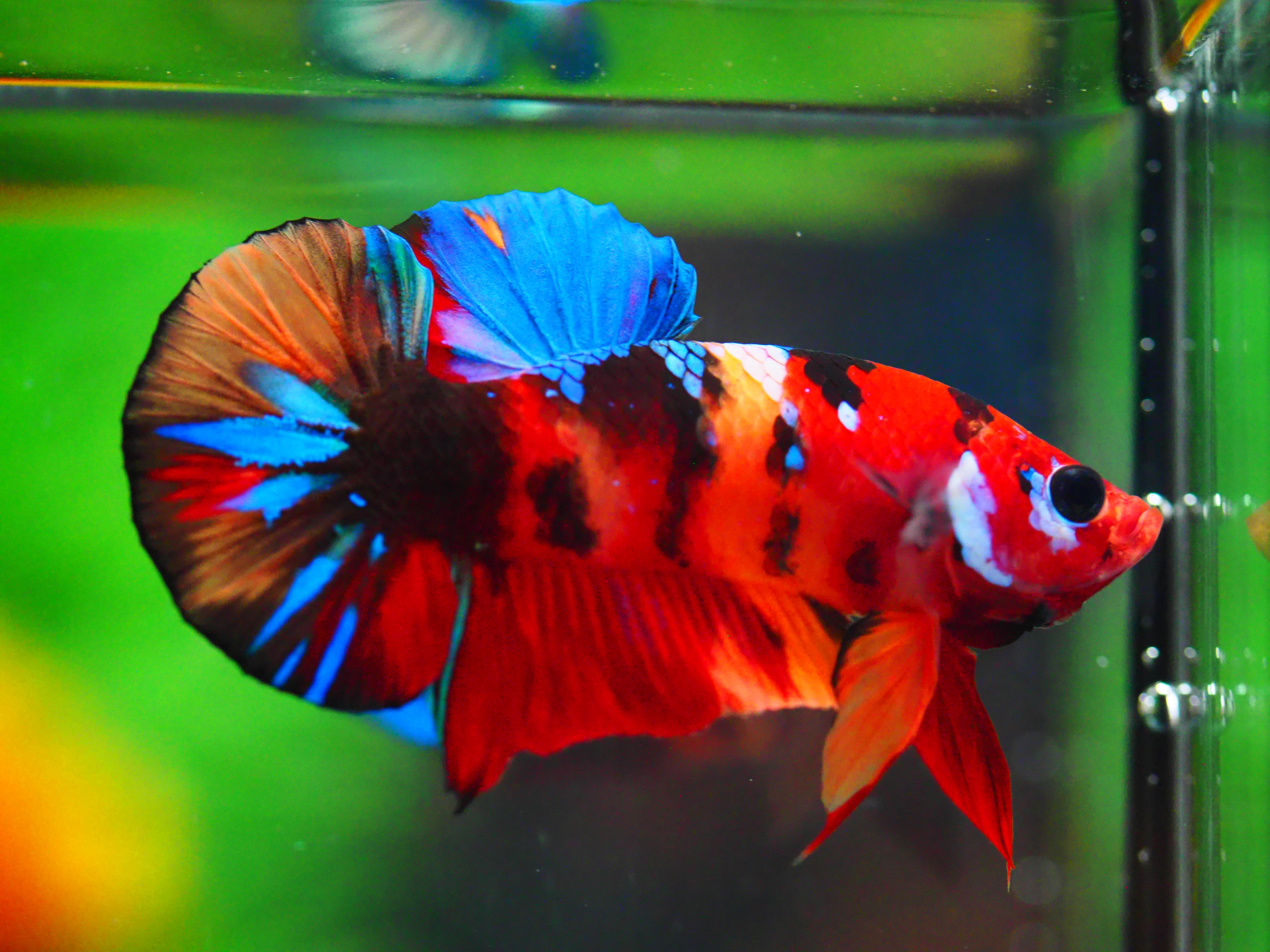 HMPK NEMO GALAXY MALE GRADE A +++