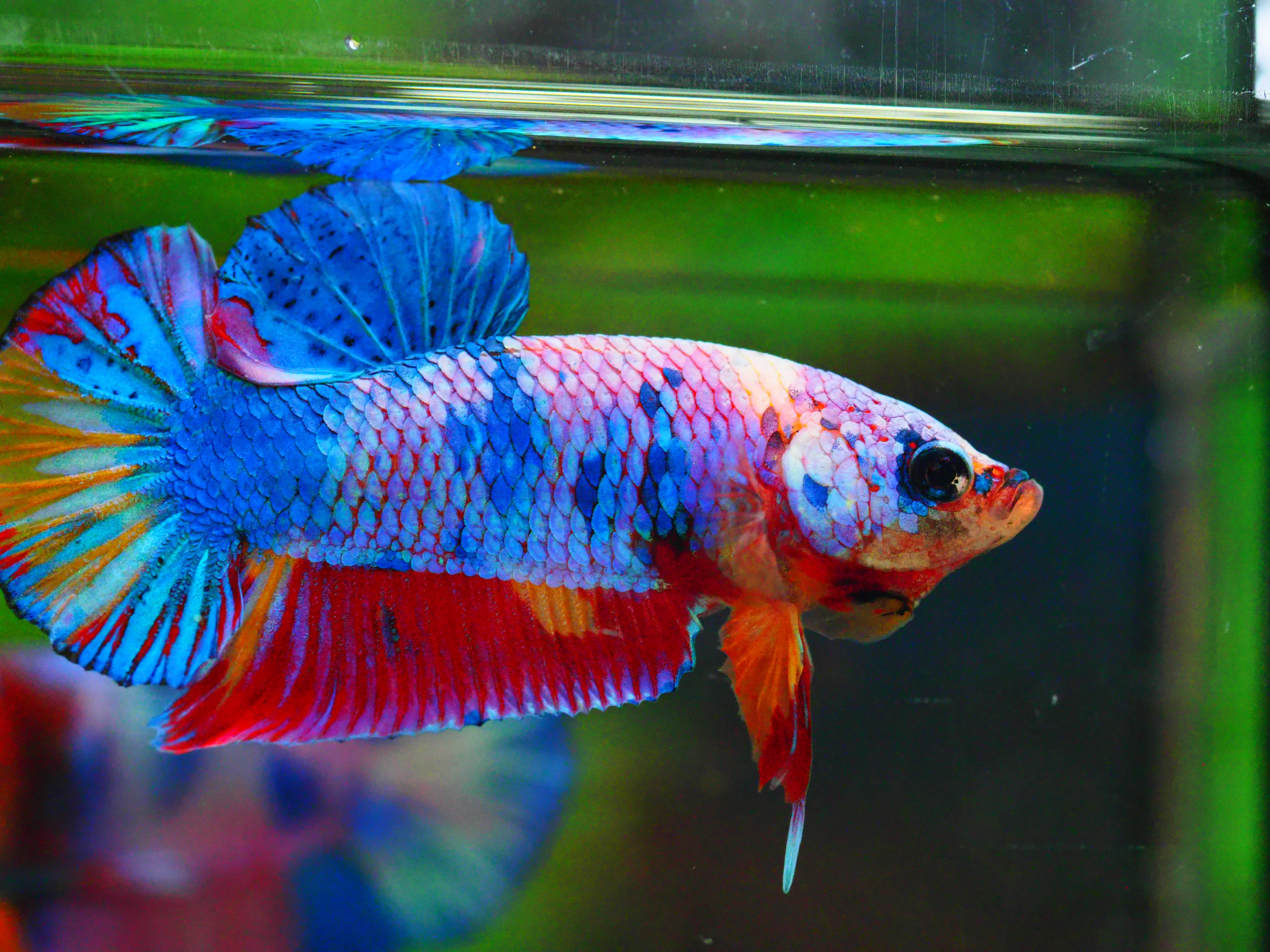 HMPK FANCY MALE GRADE A +++