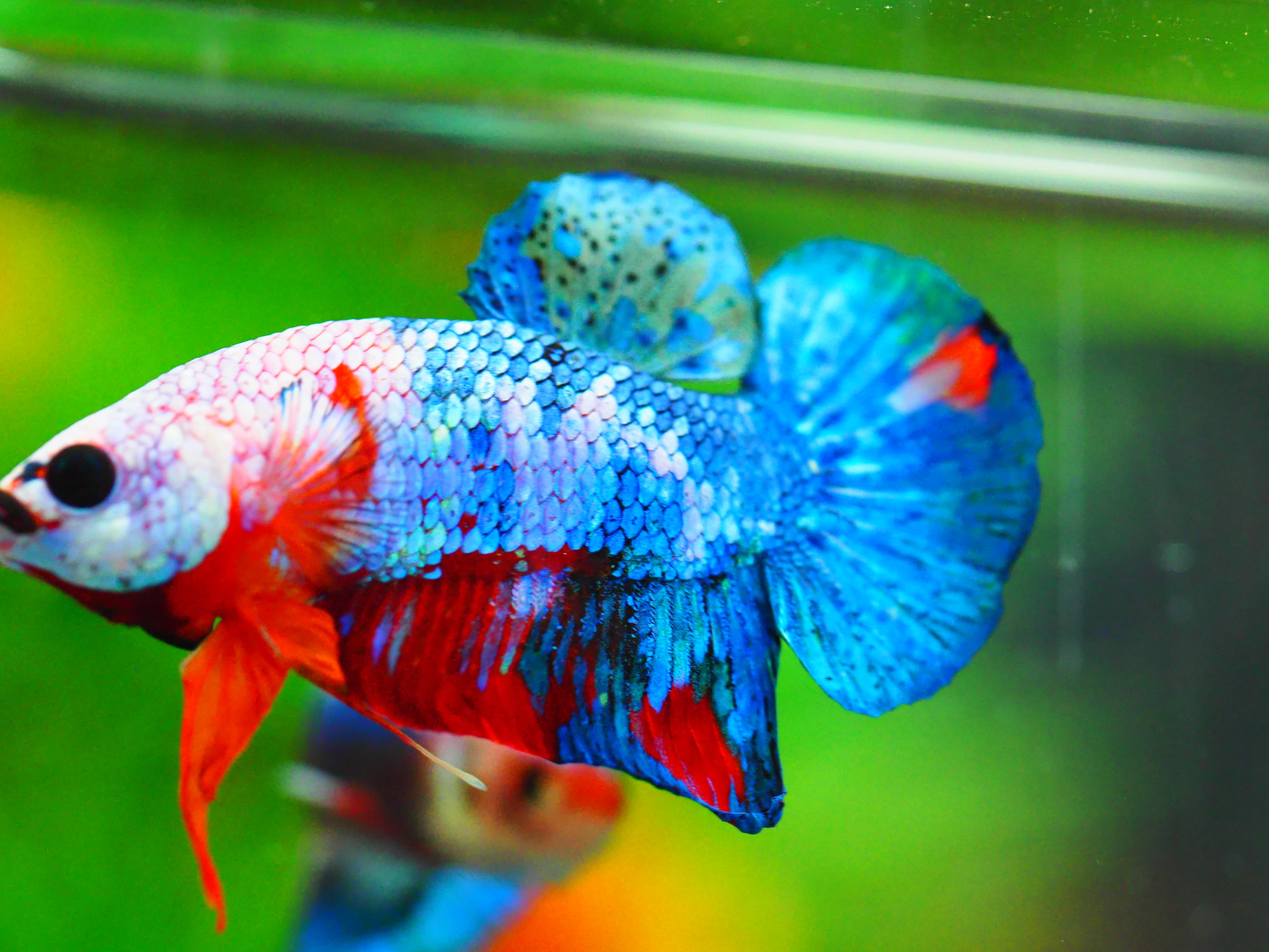 HMPK KOI GALAXY MALE GRADE A +++