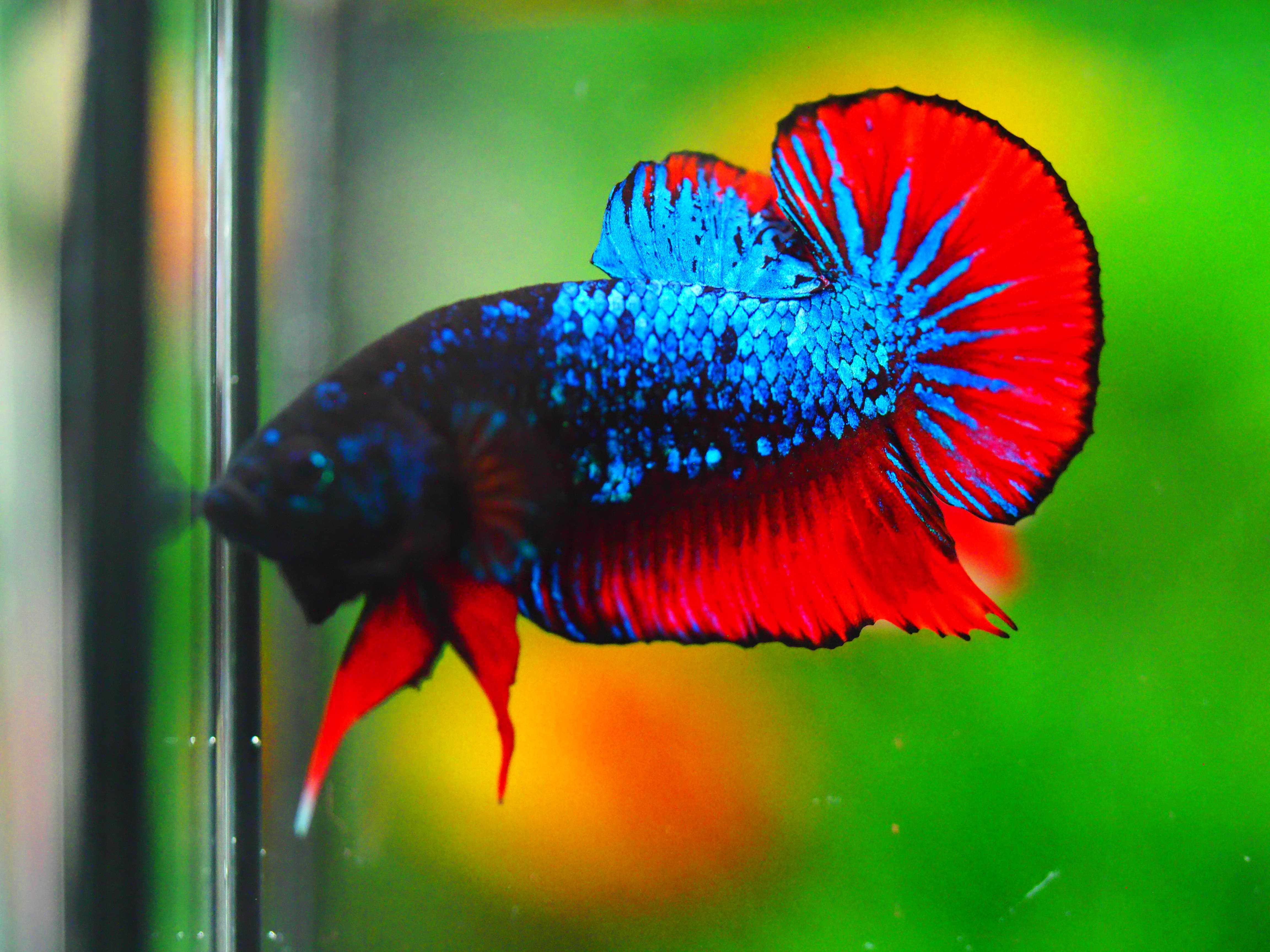 HMPK FANCY MALE GRADE A +++