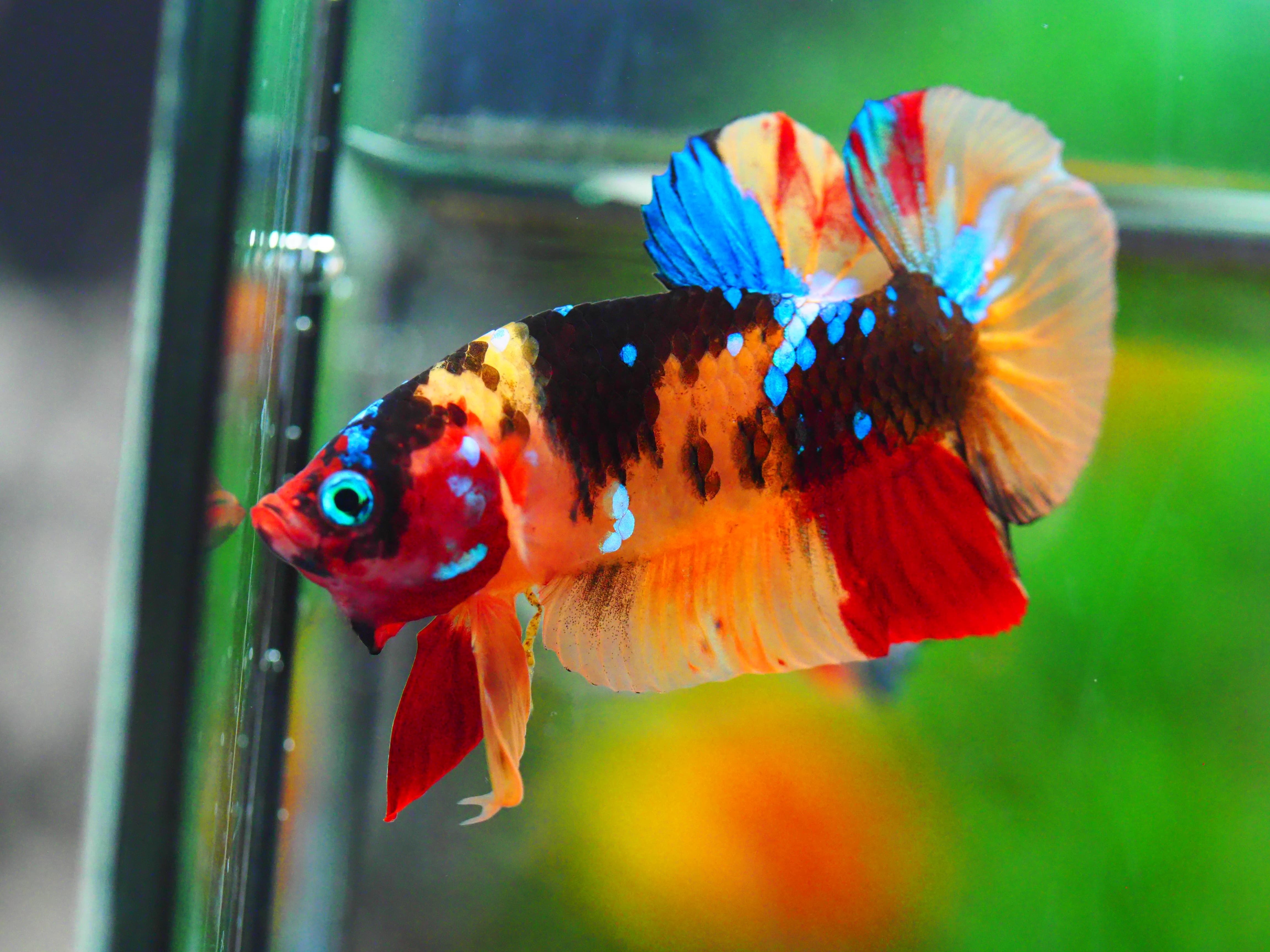 HMPK NEMO GALAXY MALE GRADE A +++