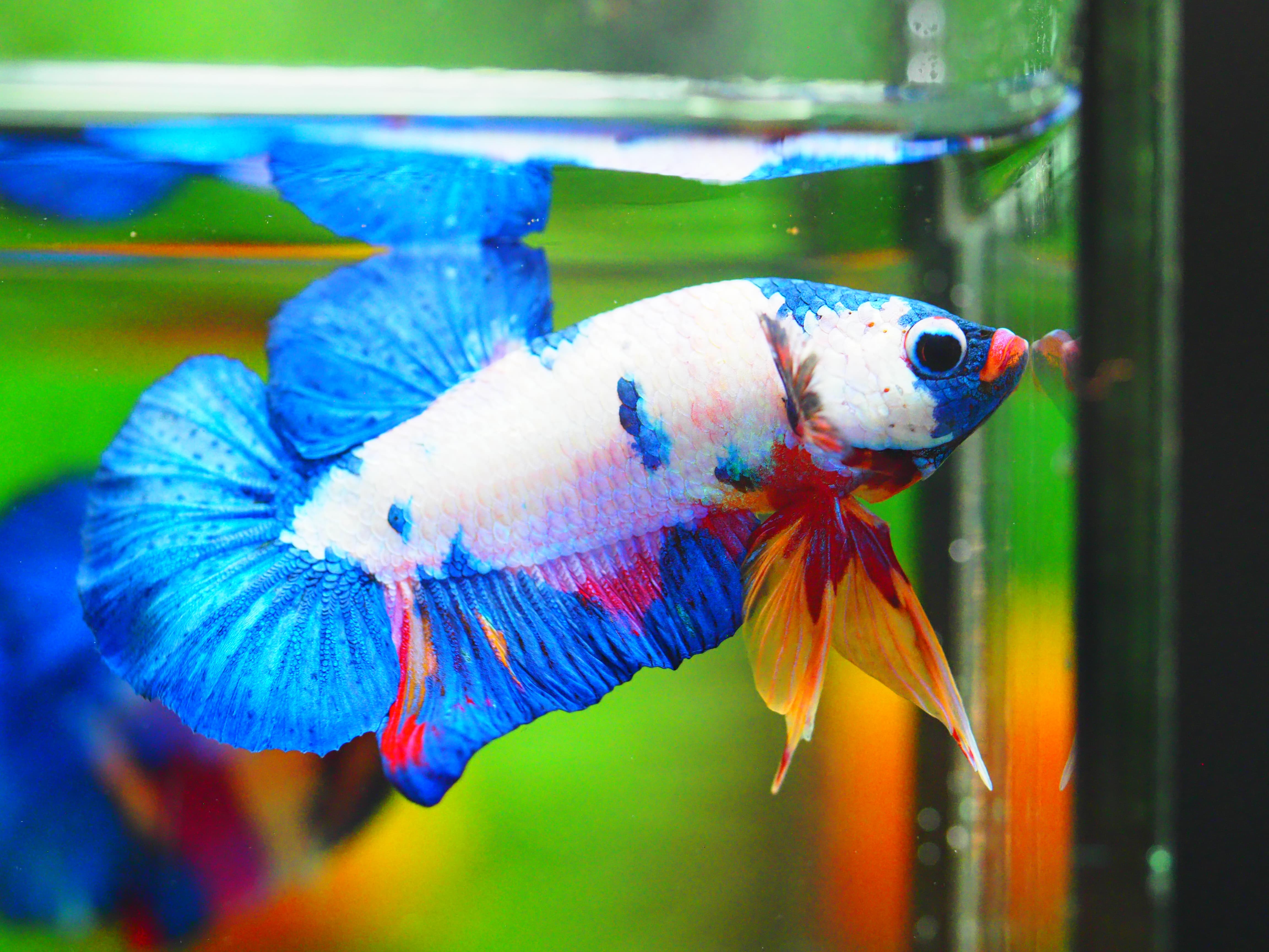 HMPK FANCY MALE GRADE A +++