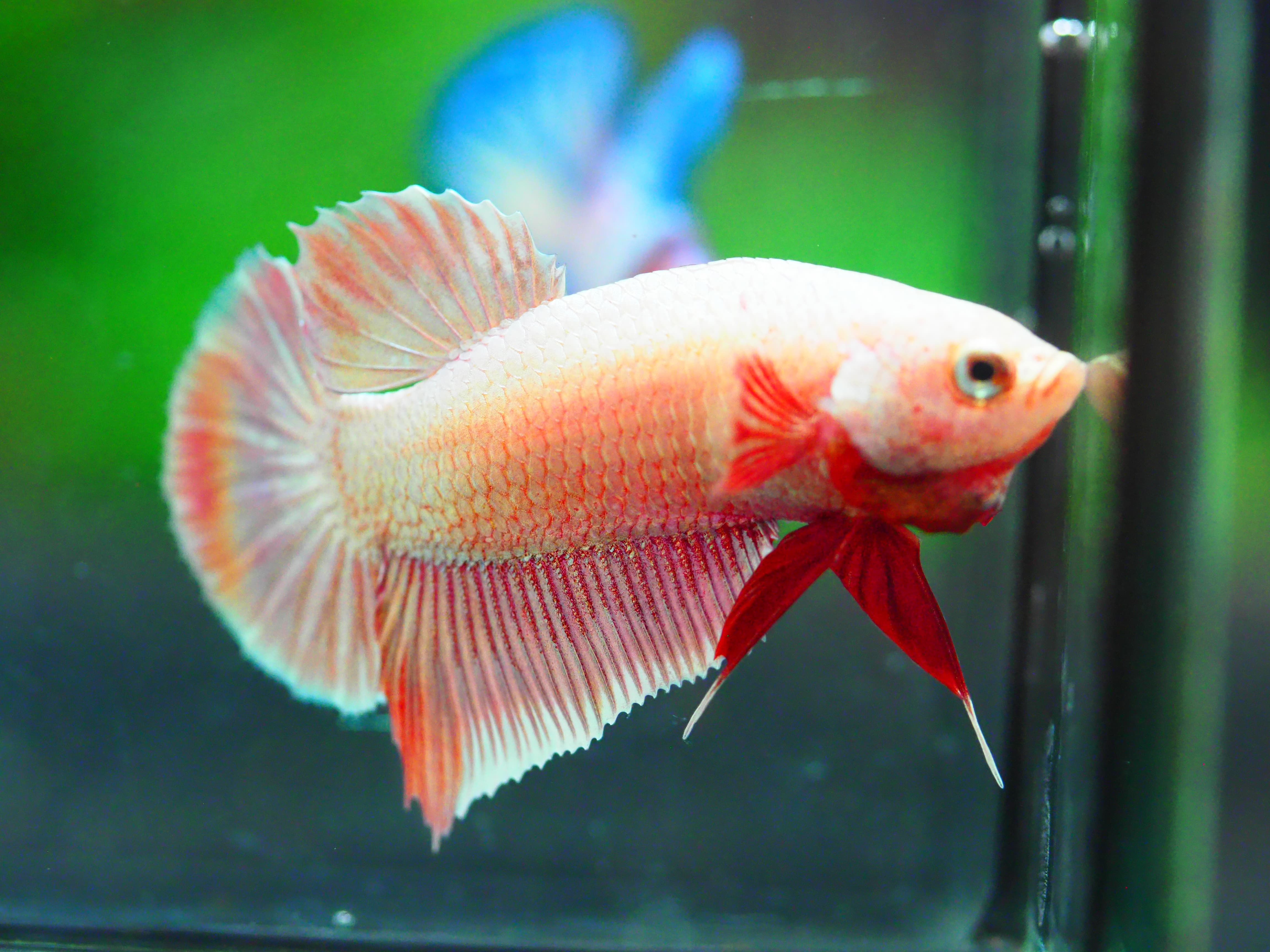 HMPK FANCY MALE GRADE A +++