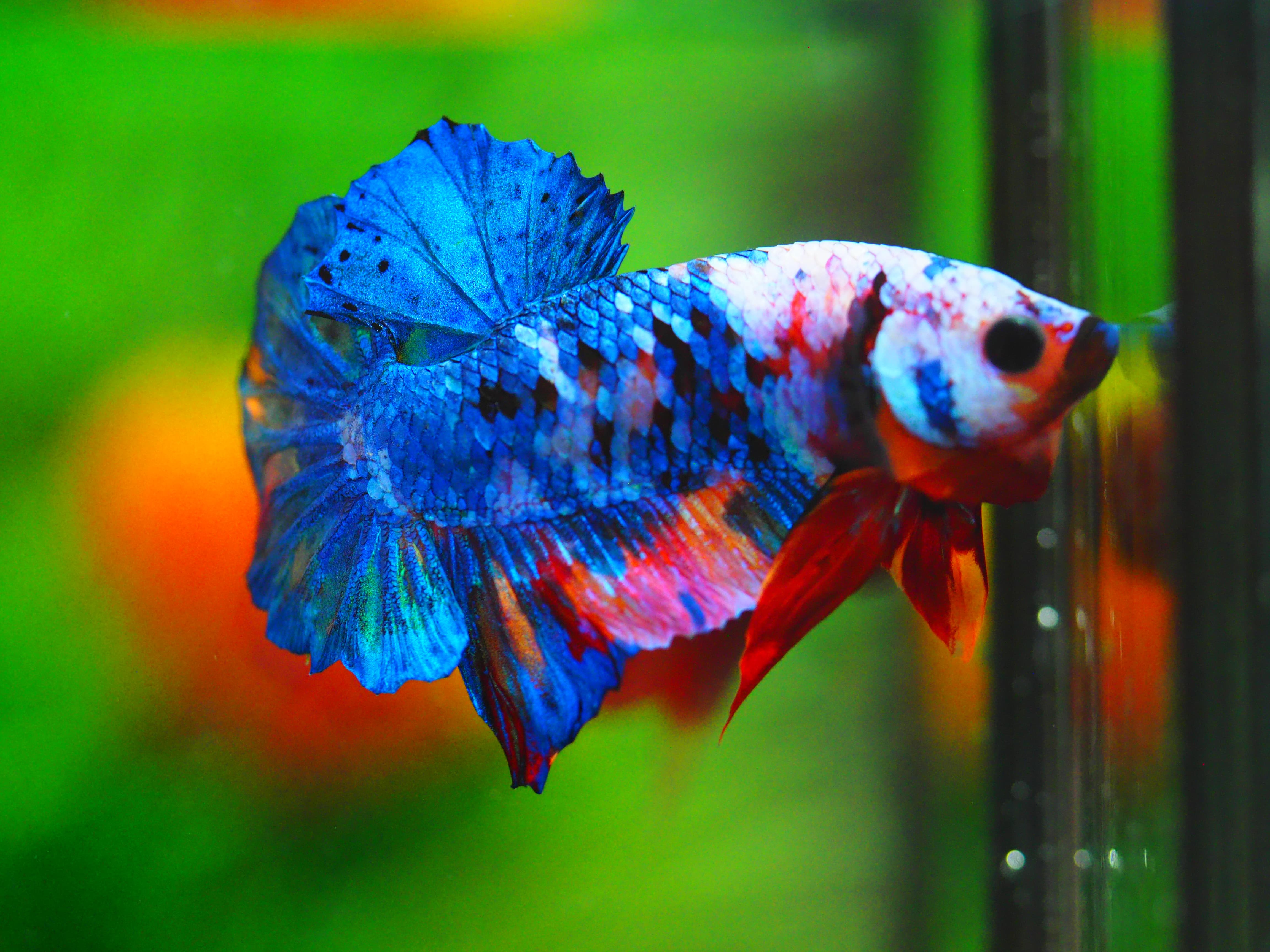 HMPK KOI GALAXY MALE GRADE A+++