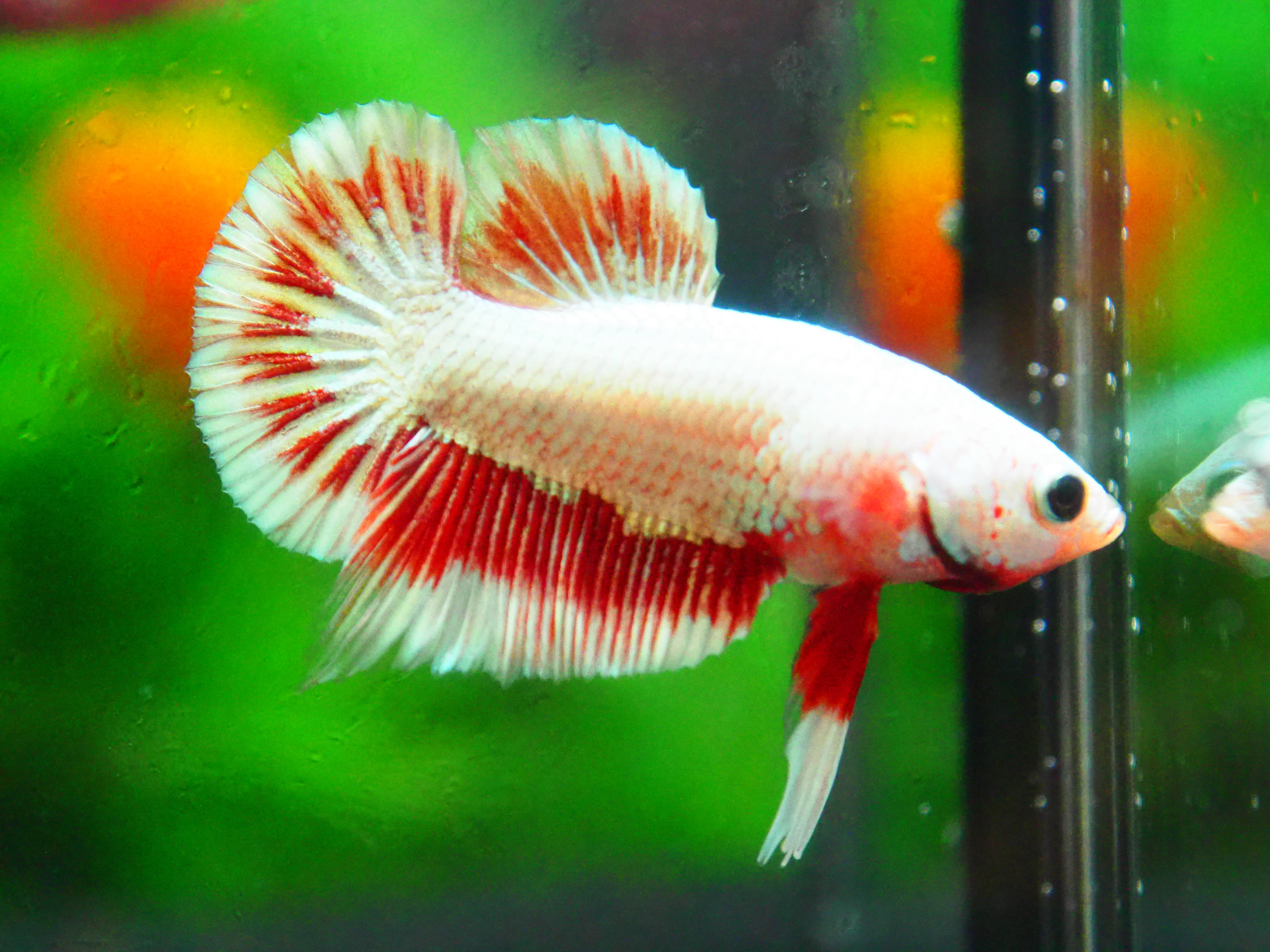 HMPK COPPER FANCY MALE GRADE A +++