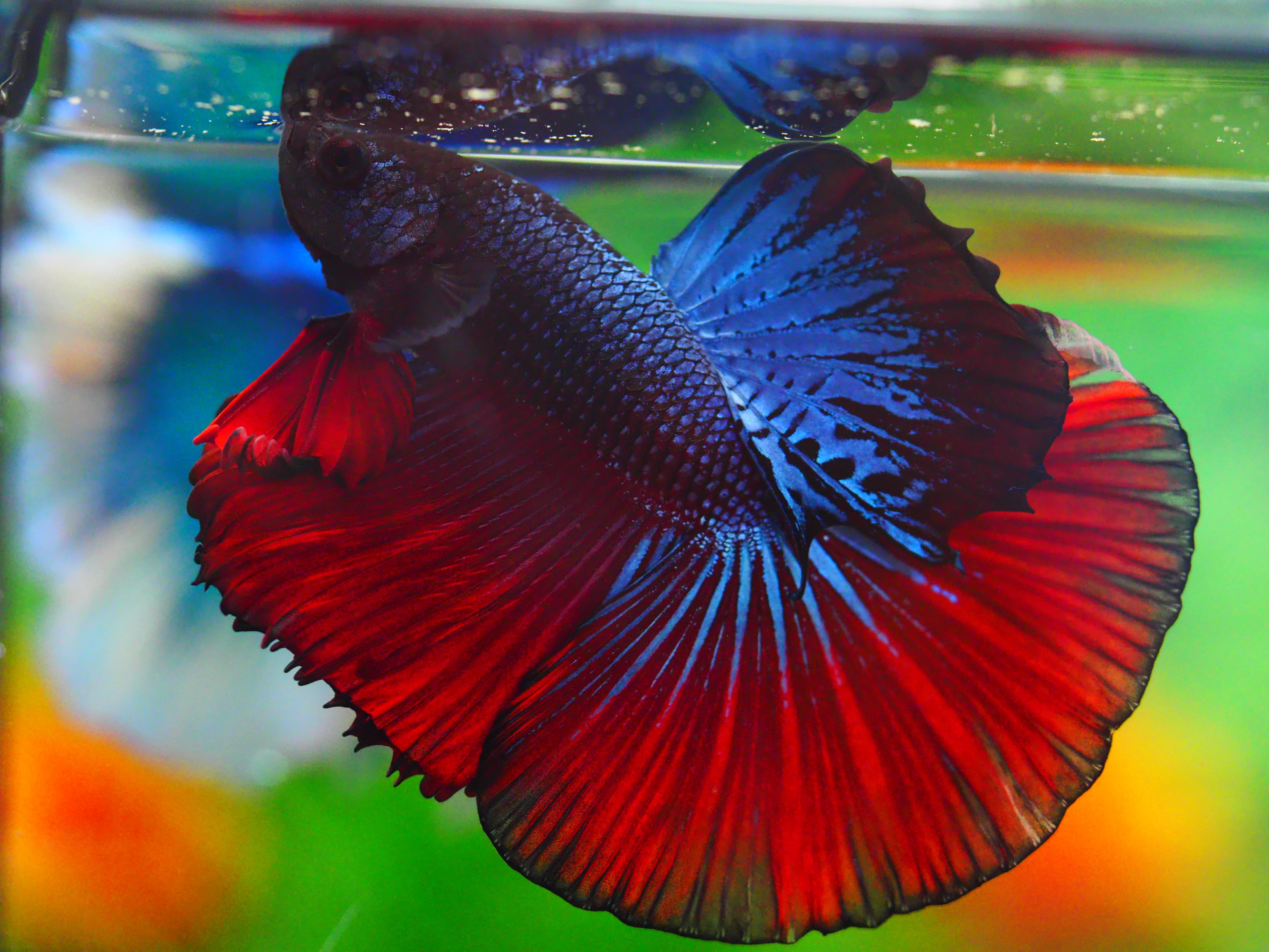 HM FANCY MALE GRADE A +++