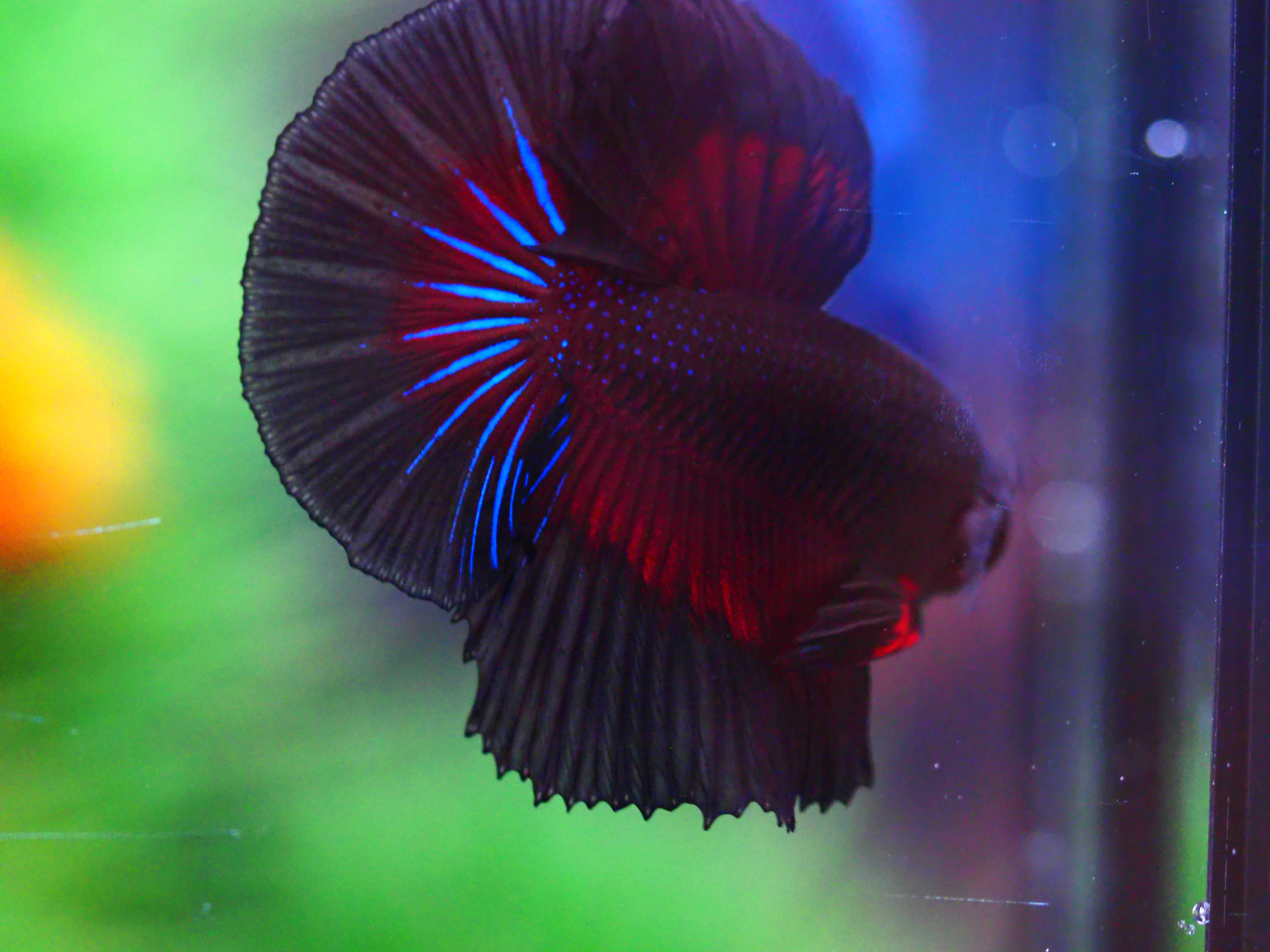 HM FANCY MALE GRADE A +++