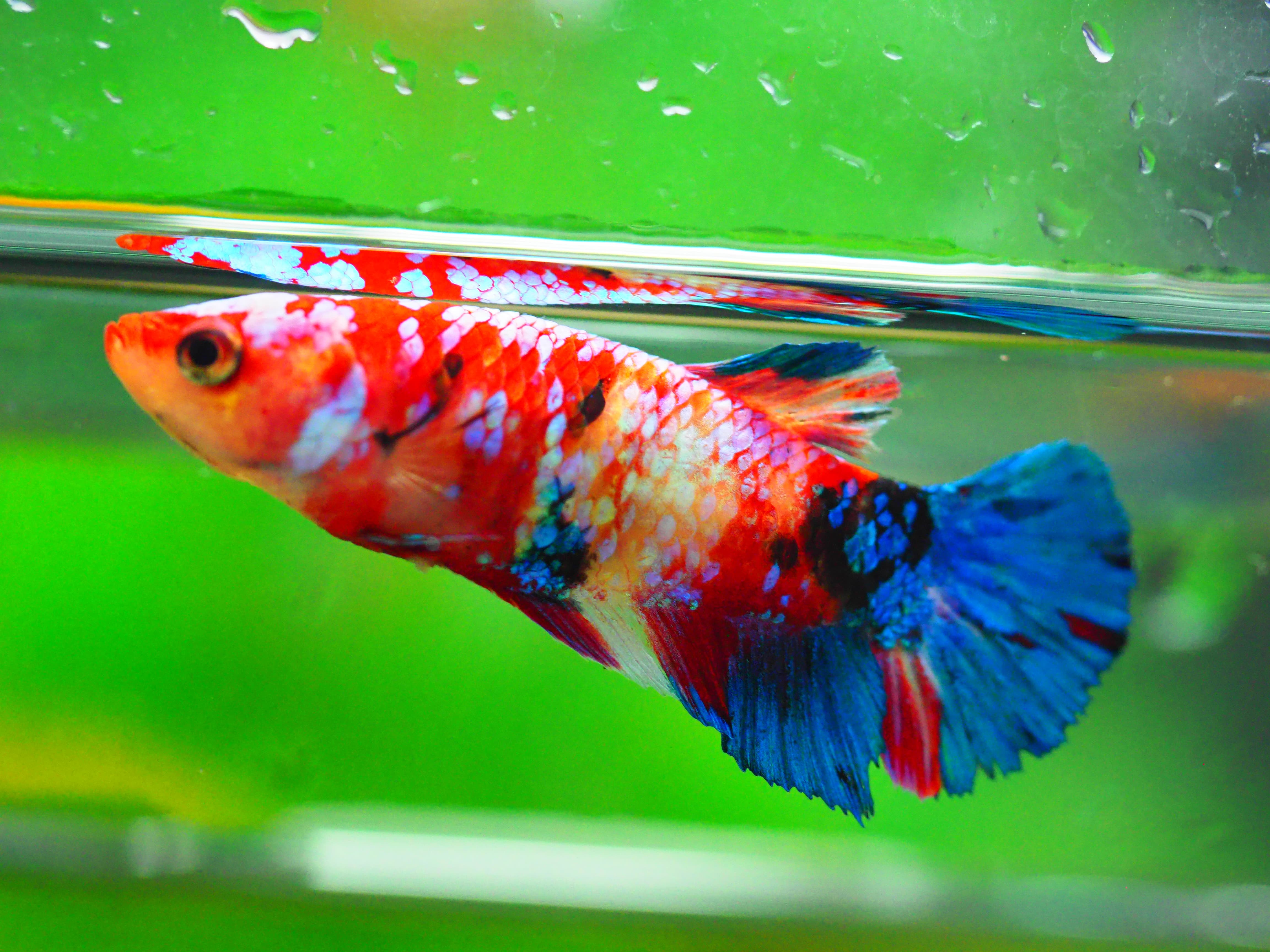 HMPK KOI GALAXY FN MALE GRADE A +++