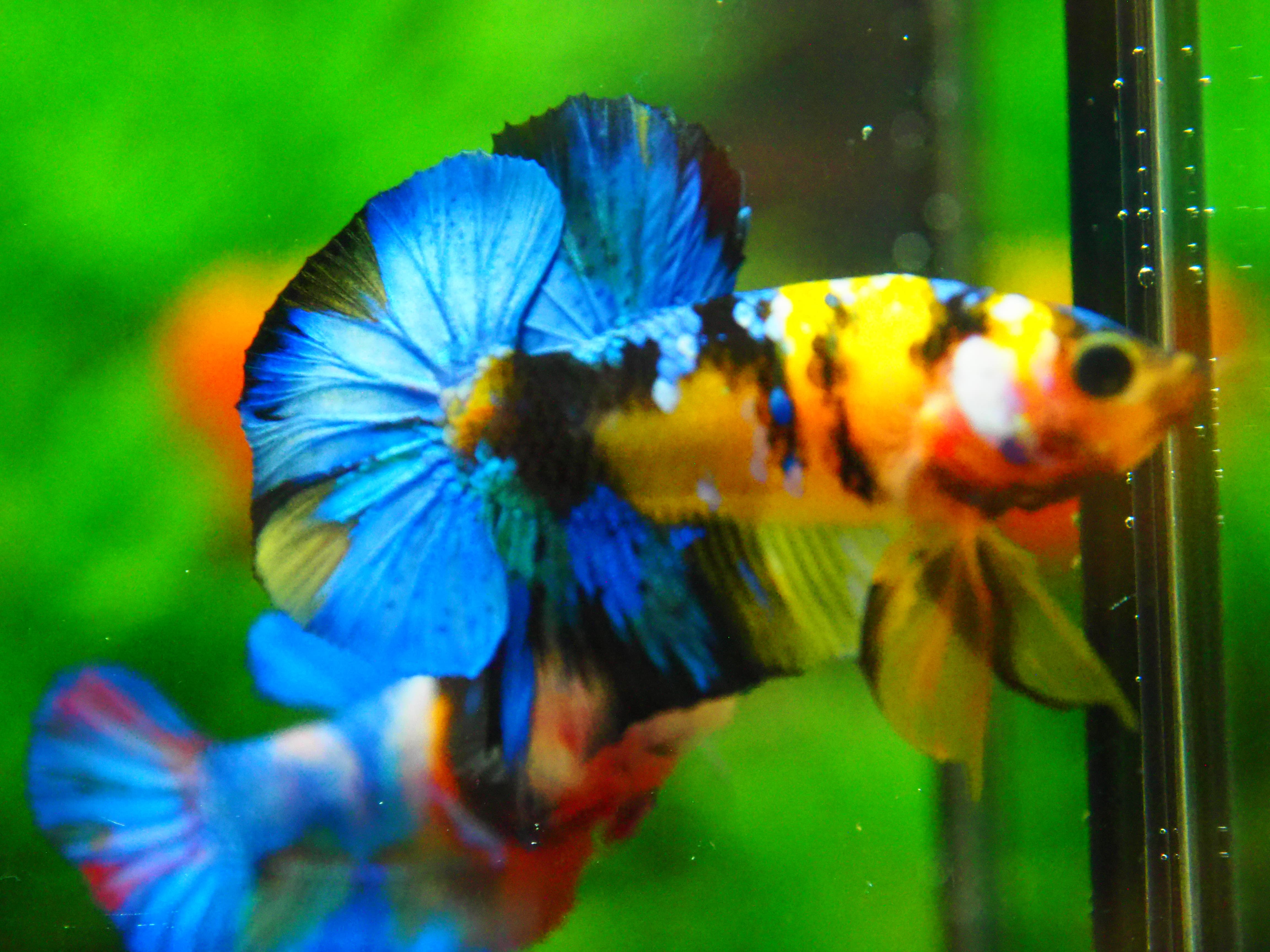 HMPK KOI YELLOW FN MALE GRADE A +++