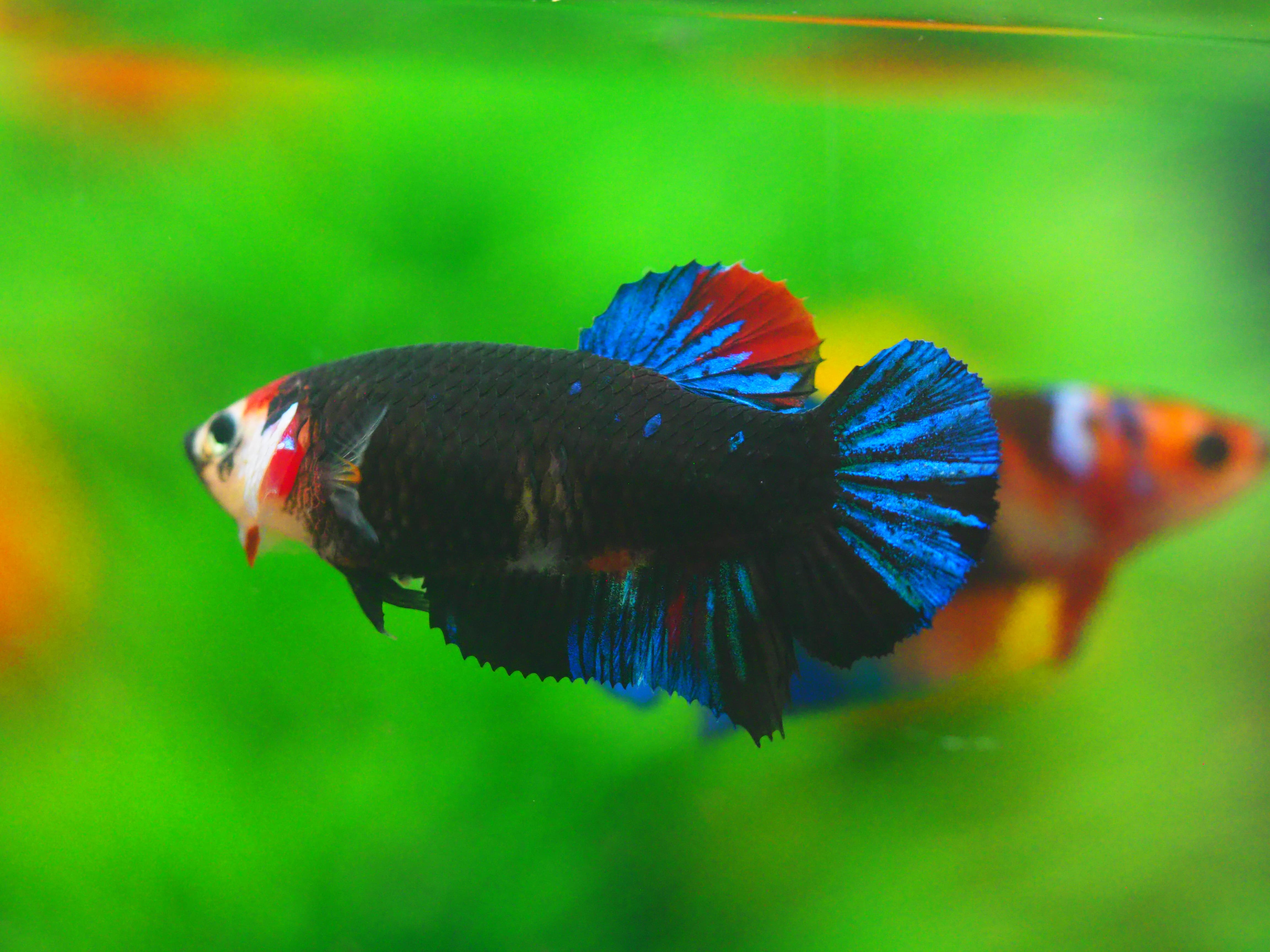 HMPK KOI GALAXY FNMALE GRADE A +++