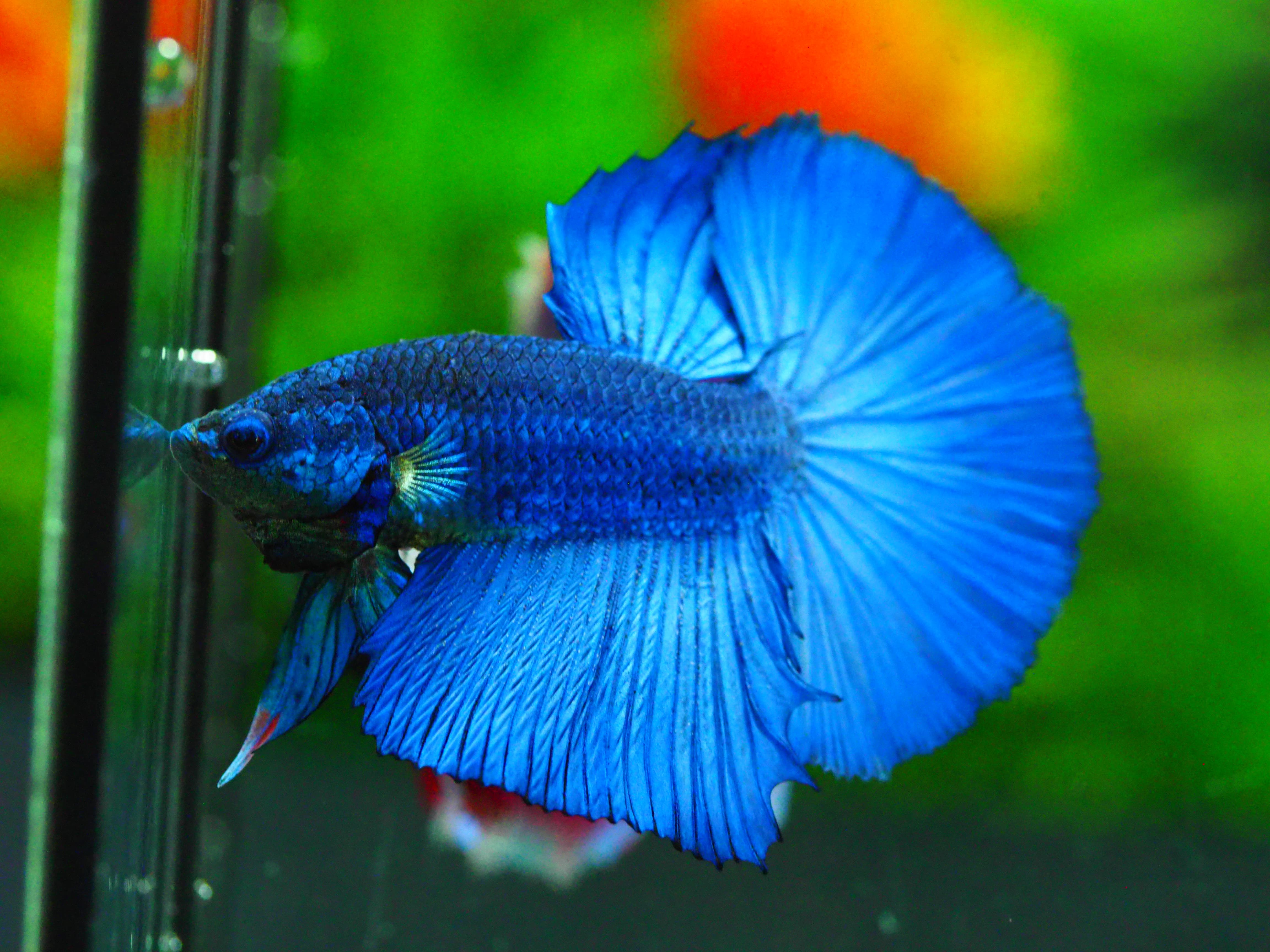 HM FANCY MALE GRADE A +++