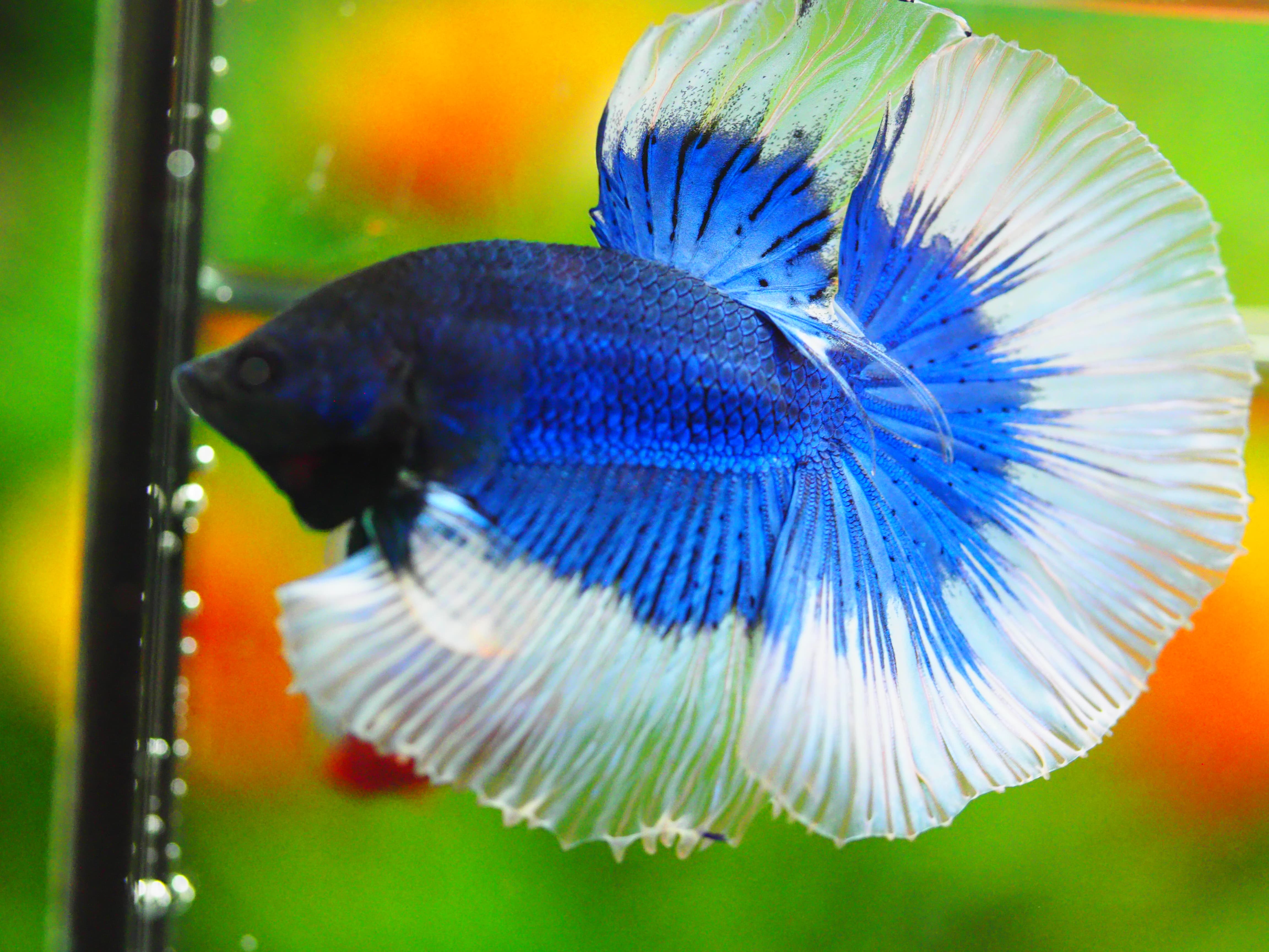 HM FANCY MALE GRADE A +++