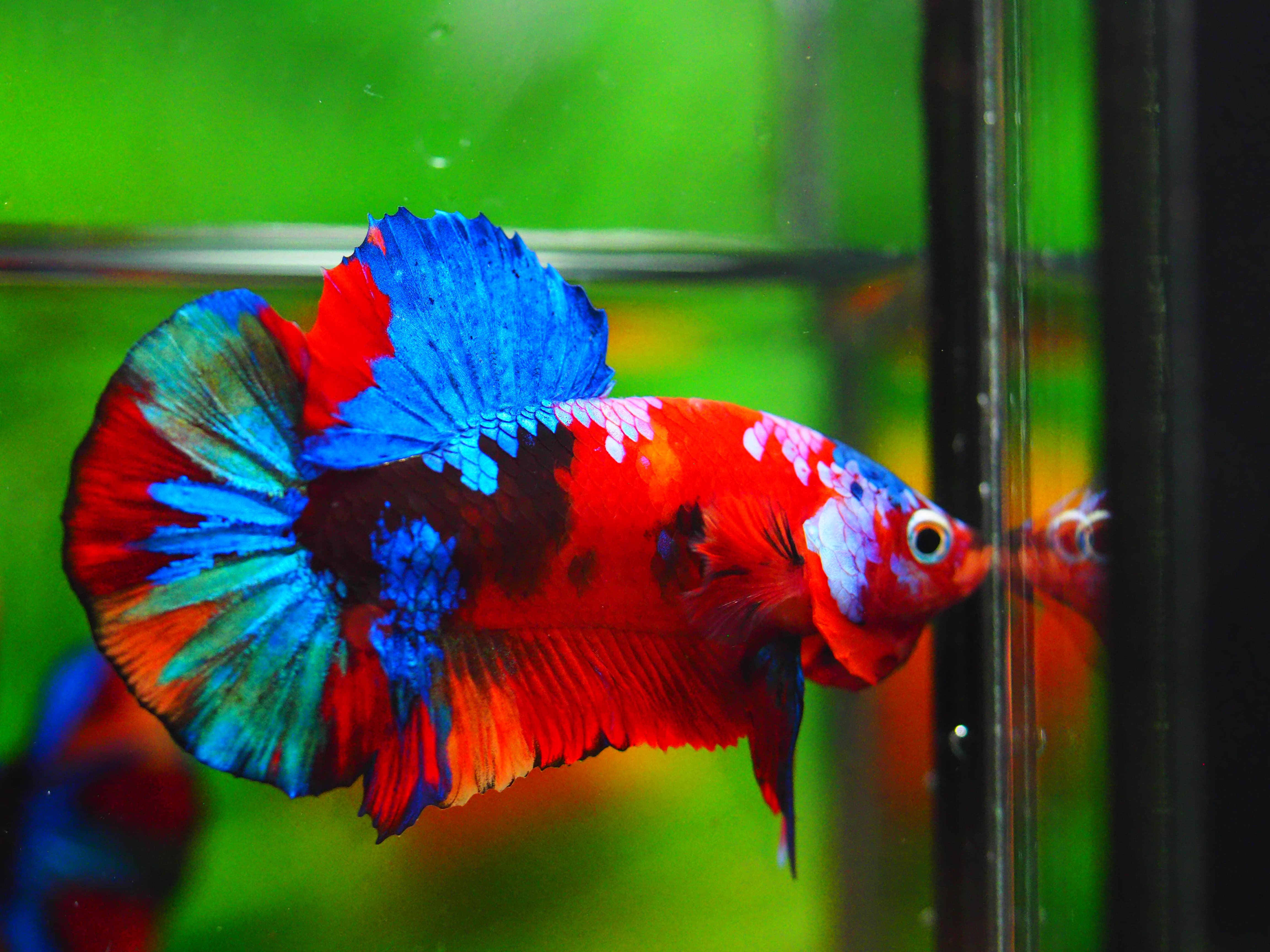 HMPK KOI GALAXY MALE GRADE A+