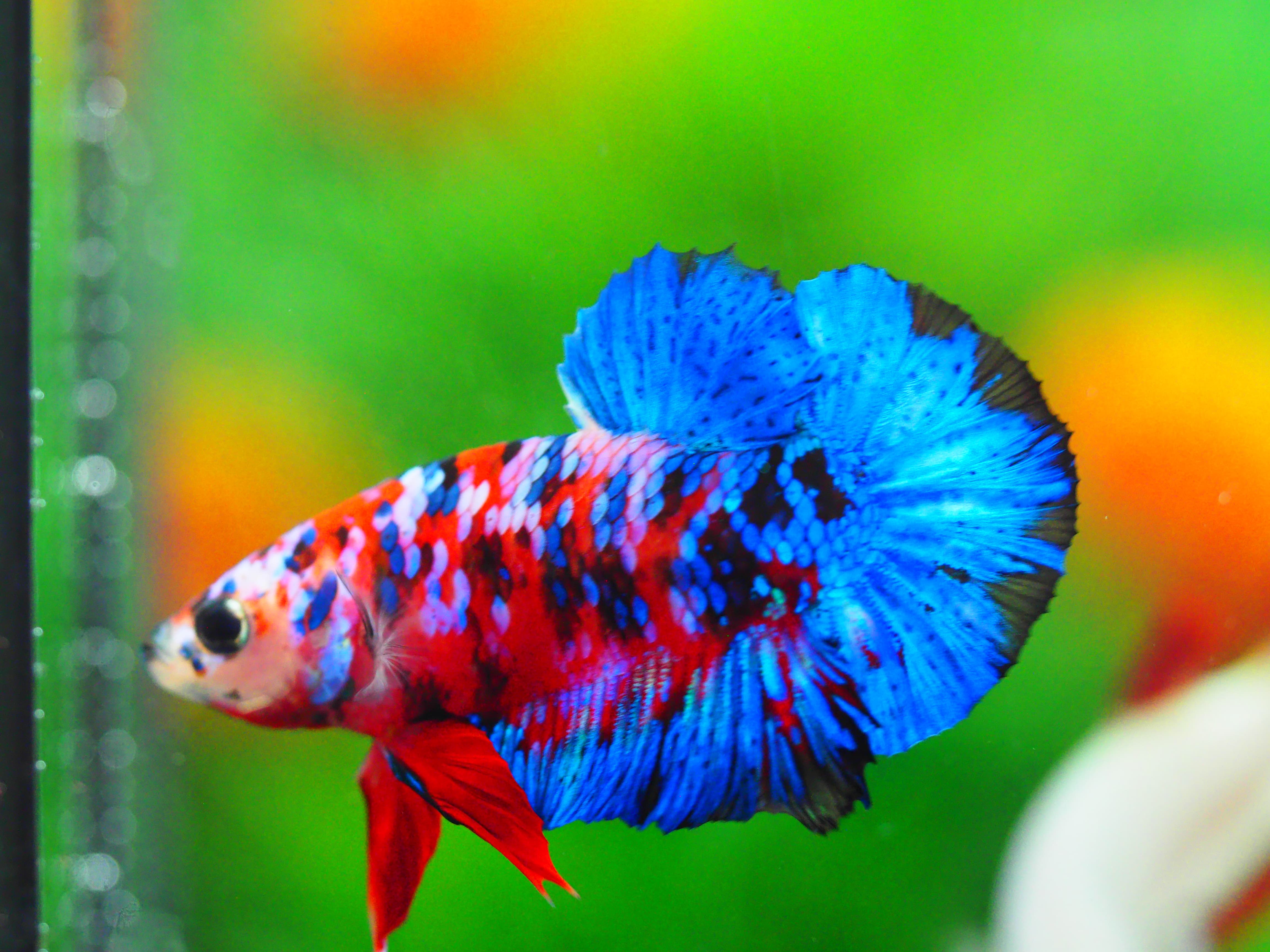 HMPK KOI GALAXY MALE GRADE A +++