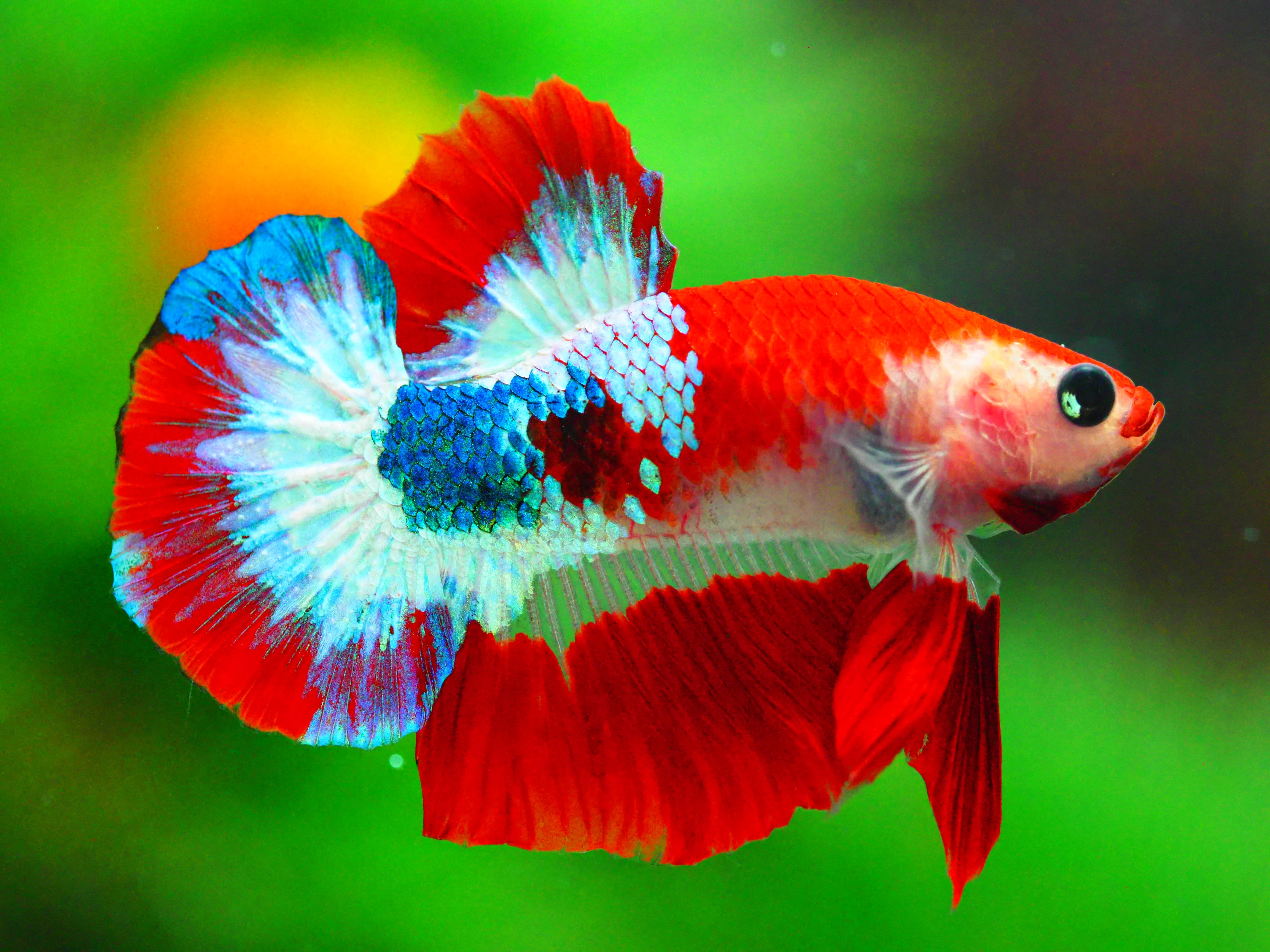 HMPK FANCY MALE GRADE A +++