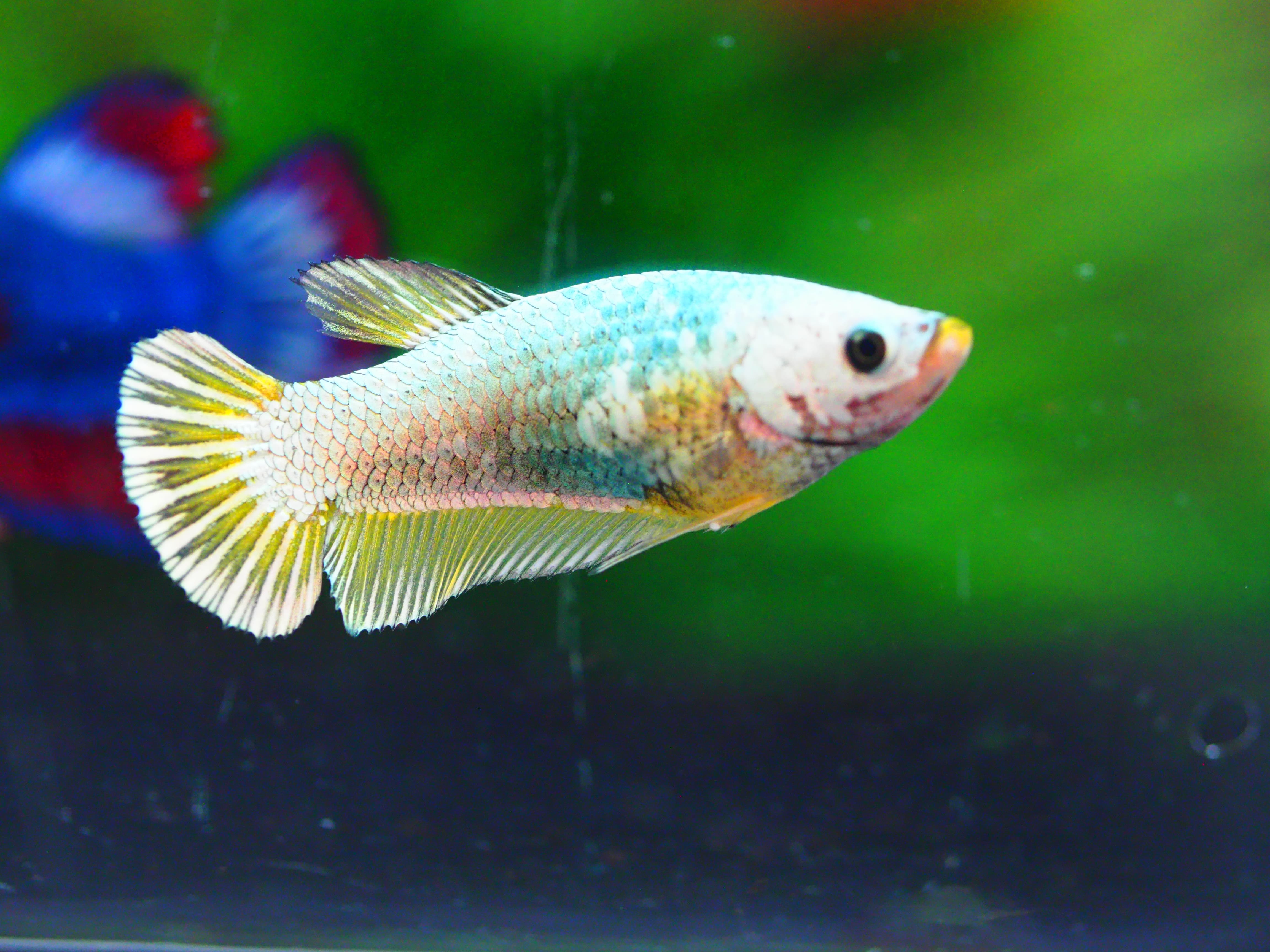 HMPK FANCY GRADE A++ FEMALE