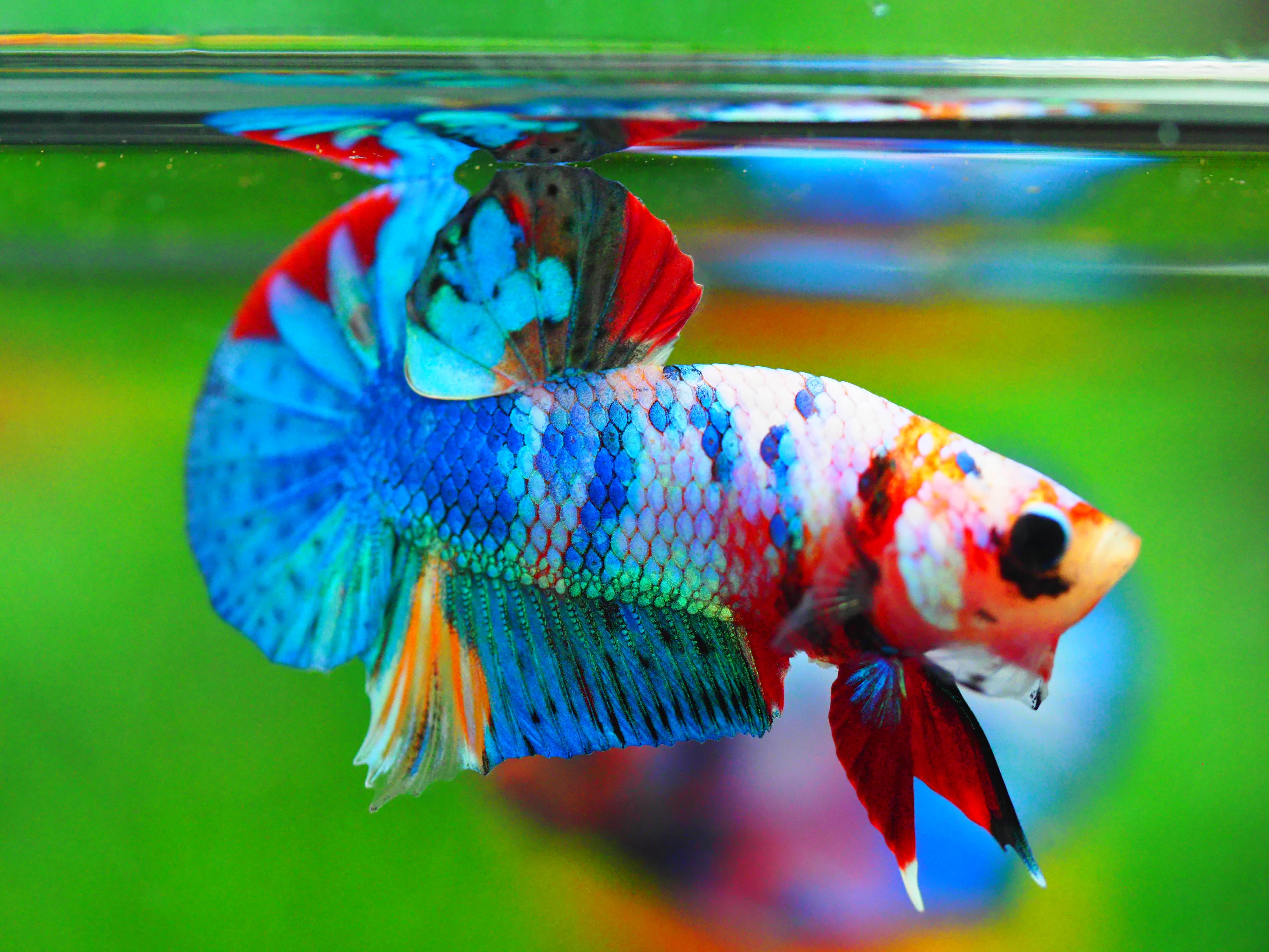 HMPK KOI FANCY MALE GRADE A +++
