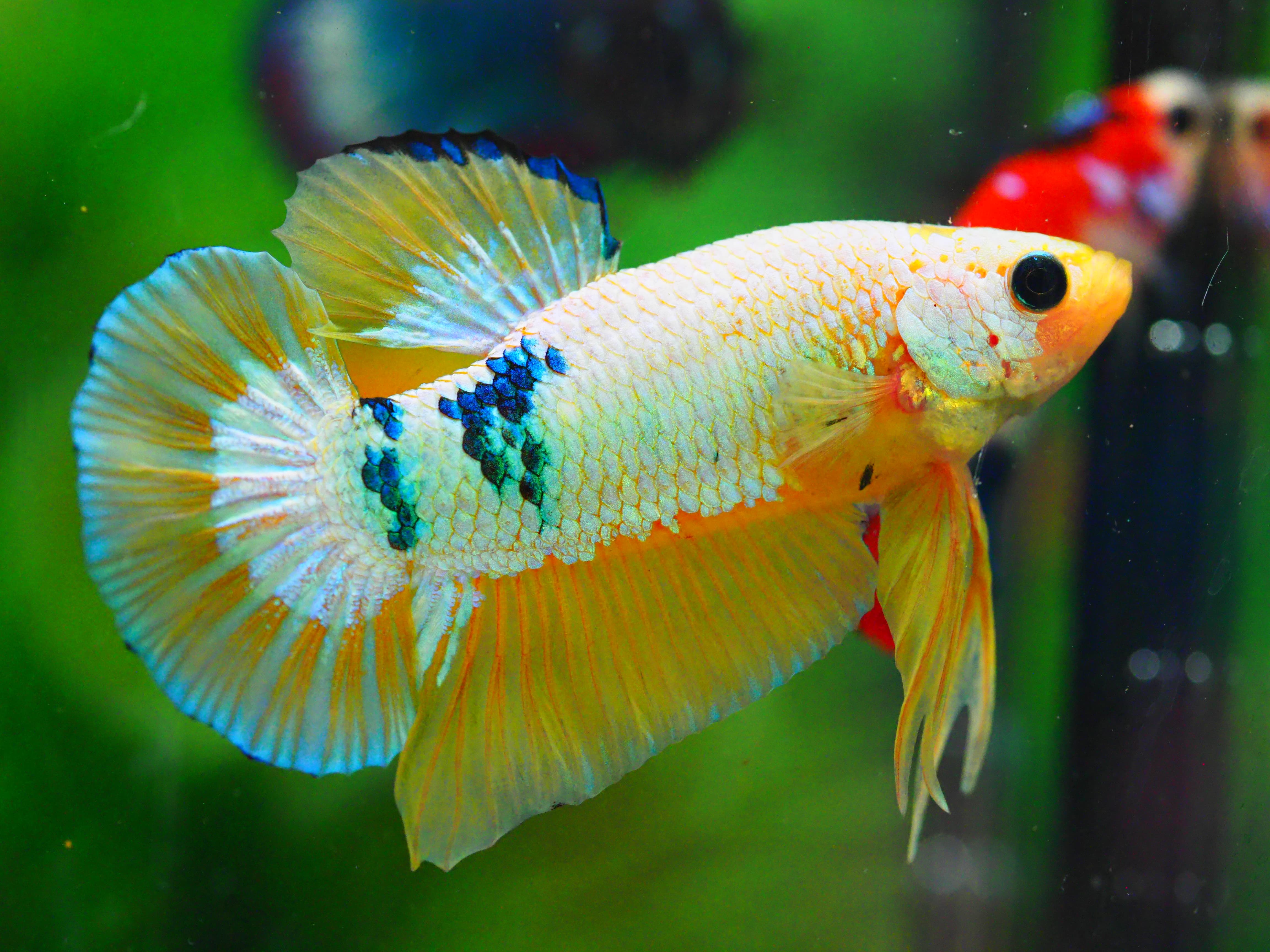 HMPK FANCY MALE GRADE A +++