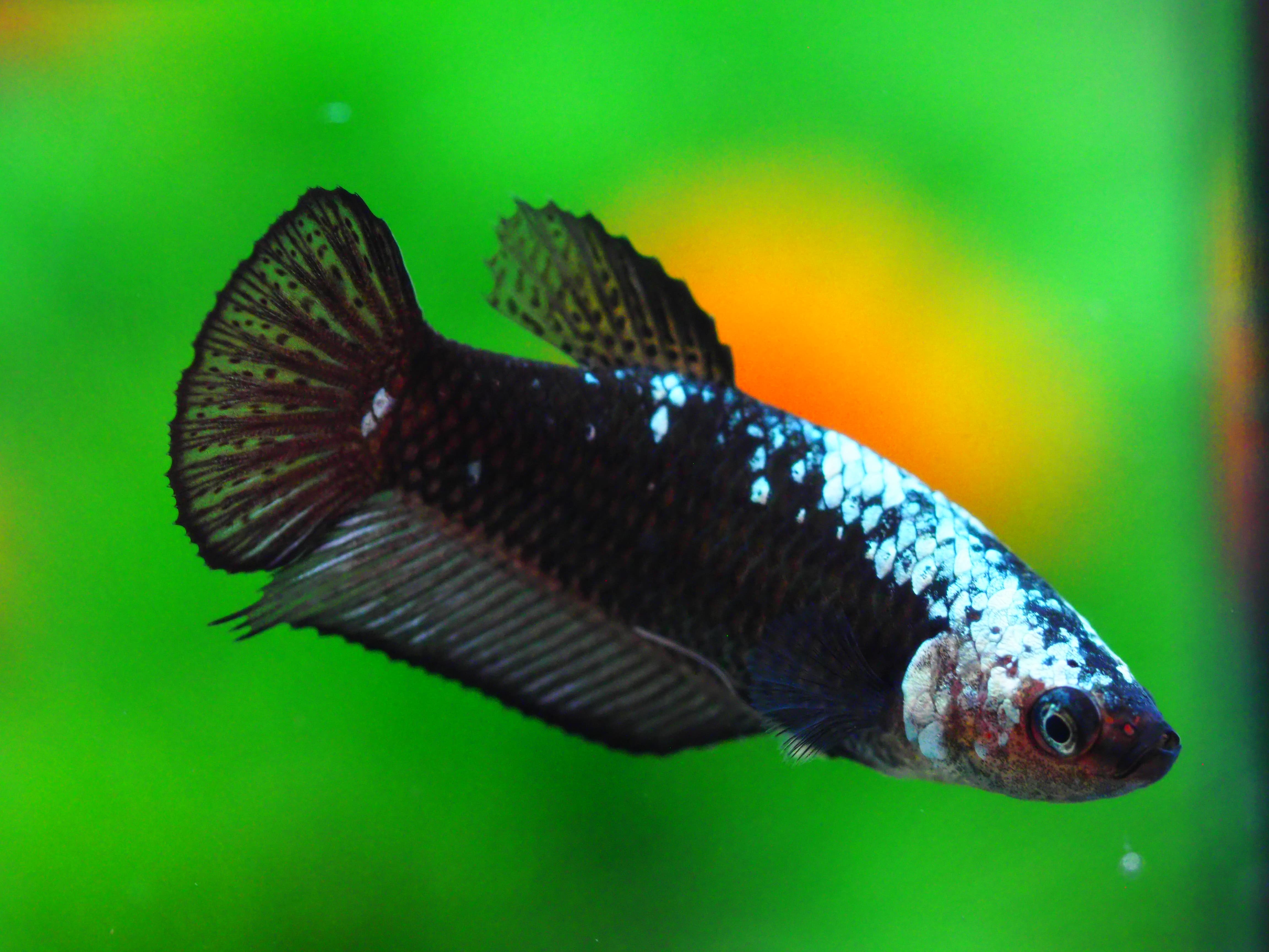 HMP BLACK SAMURAI FN MALE GRADE A +++