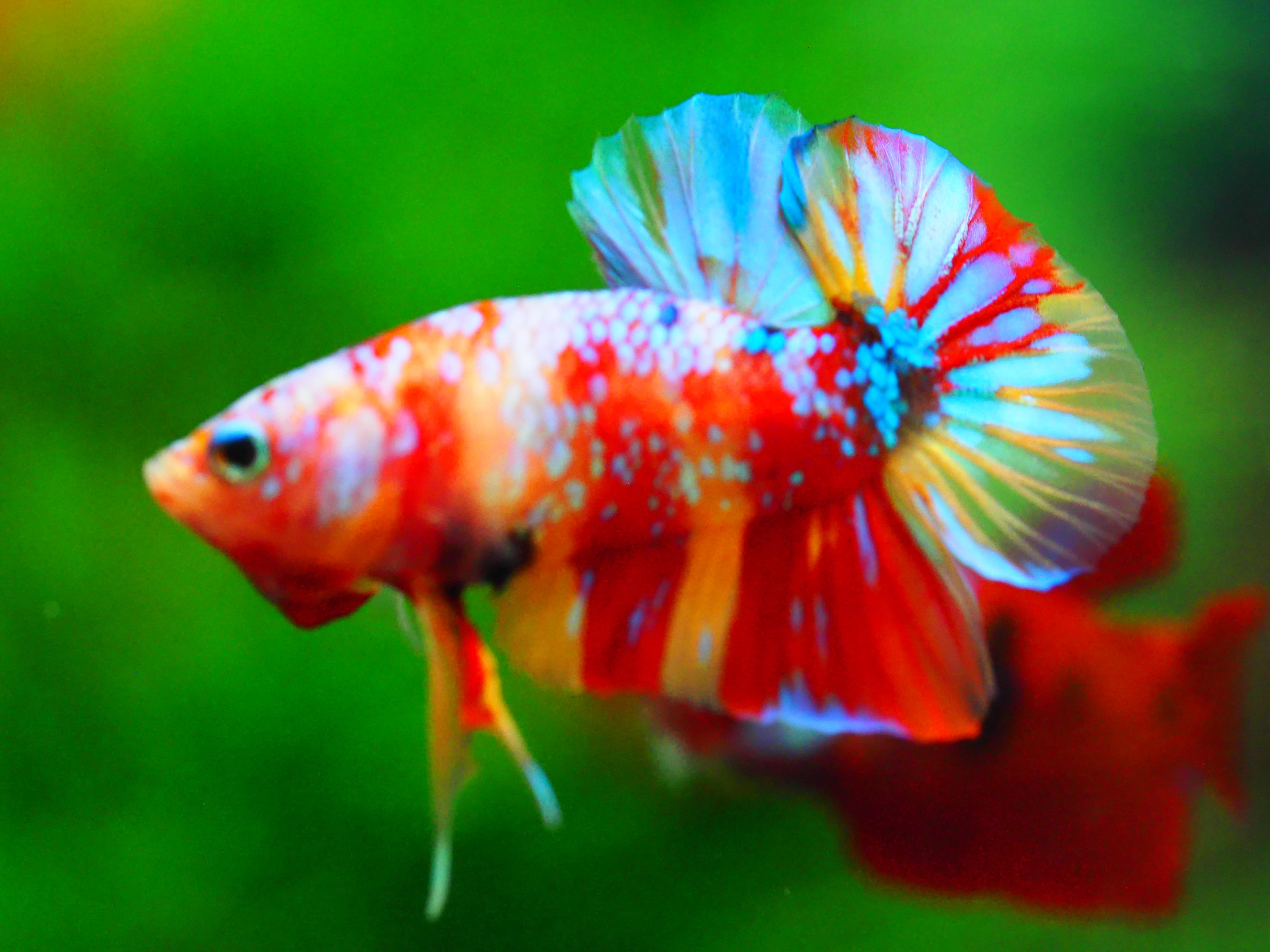 HMPK NEMO GALAXY MALE GRADE A +++