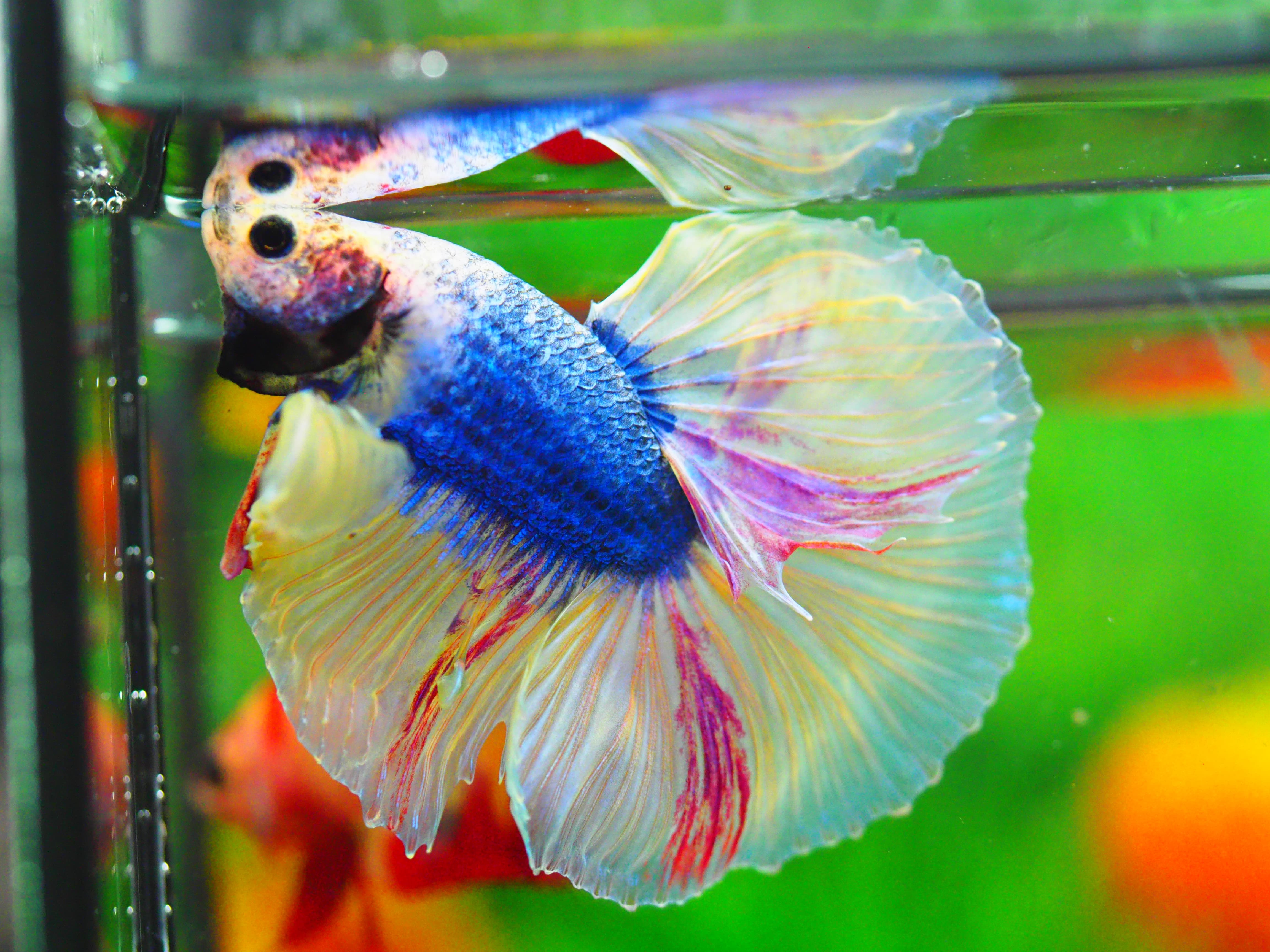 HM FANCY MALE GRADE A++