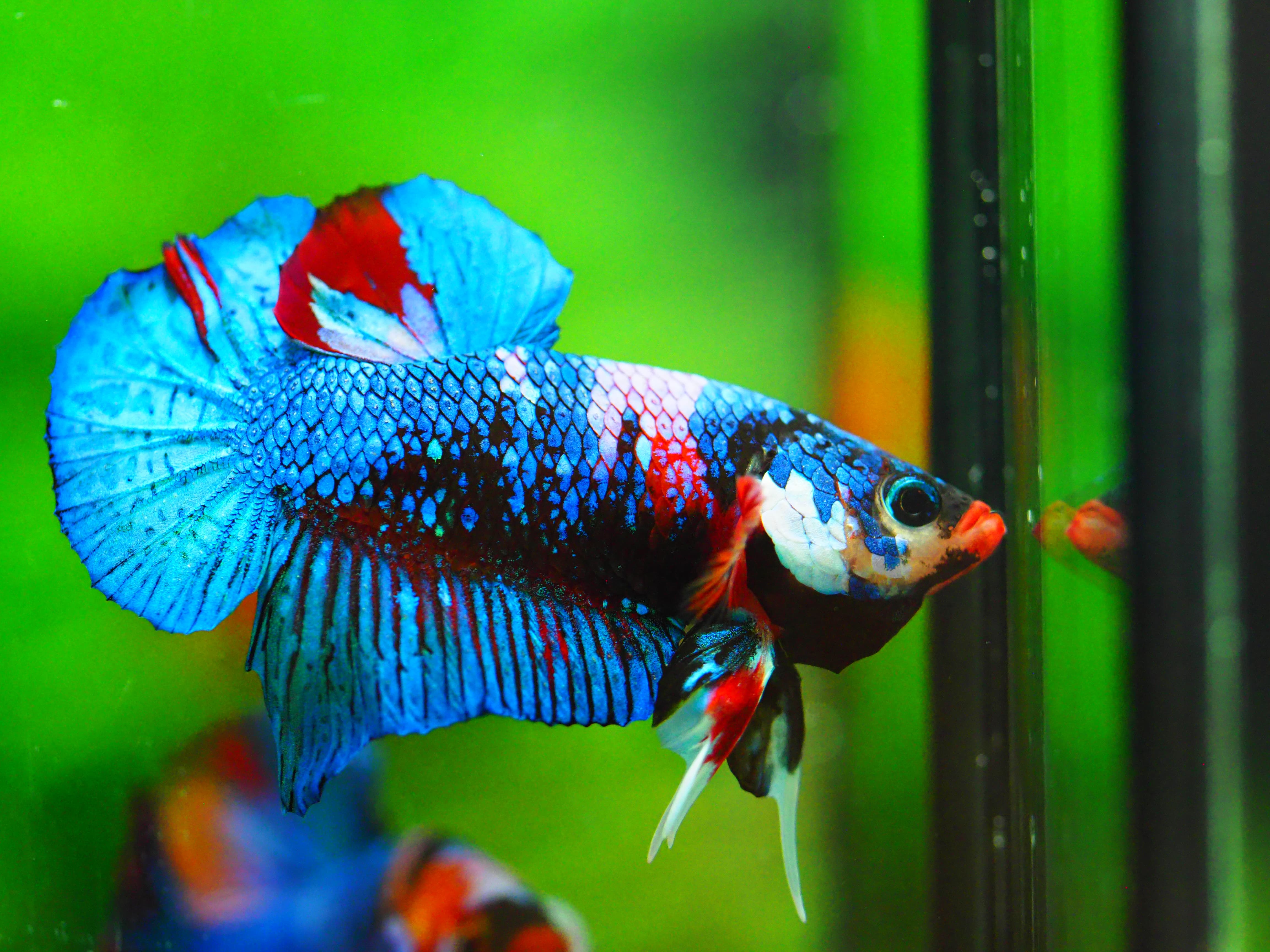 HMPK KOI GALAXY MALE GRADE A +++