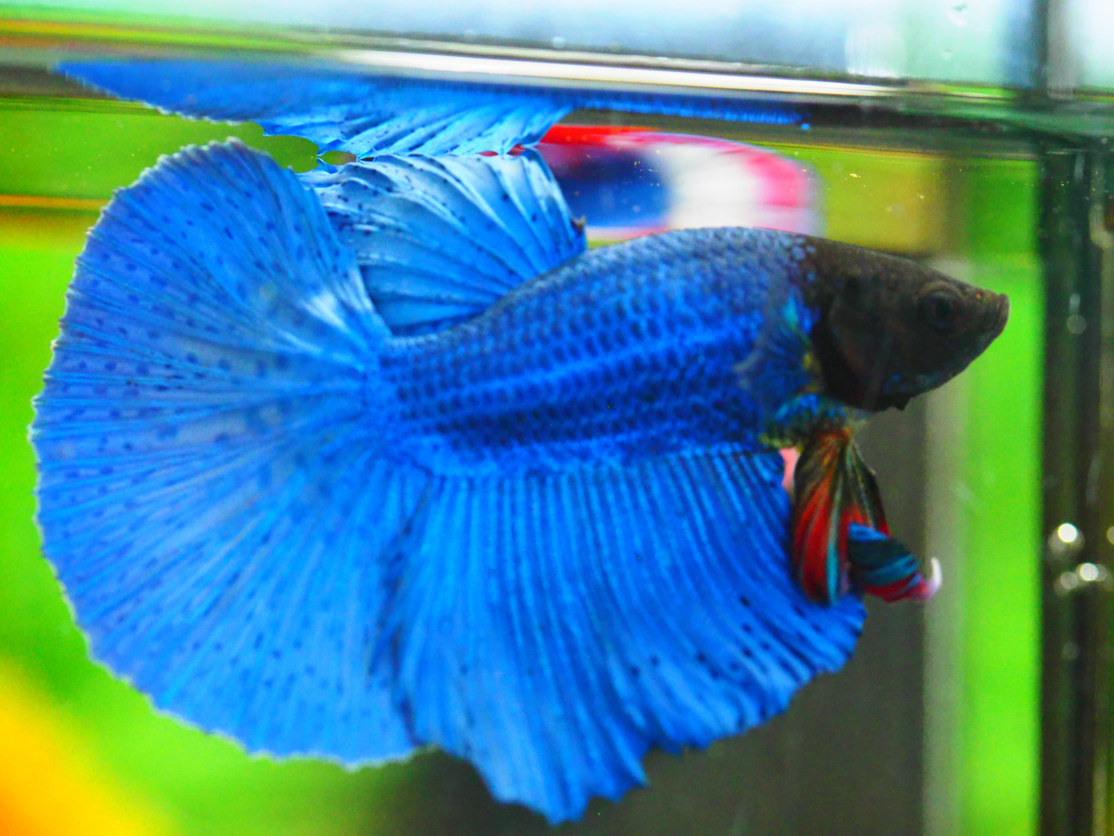 HM FANCY MALE GRADE A +++