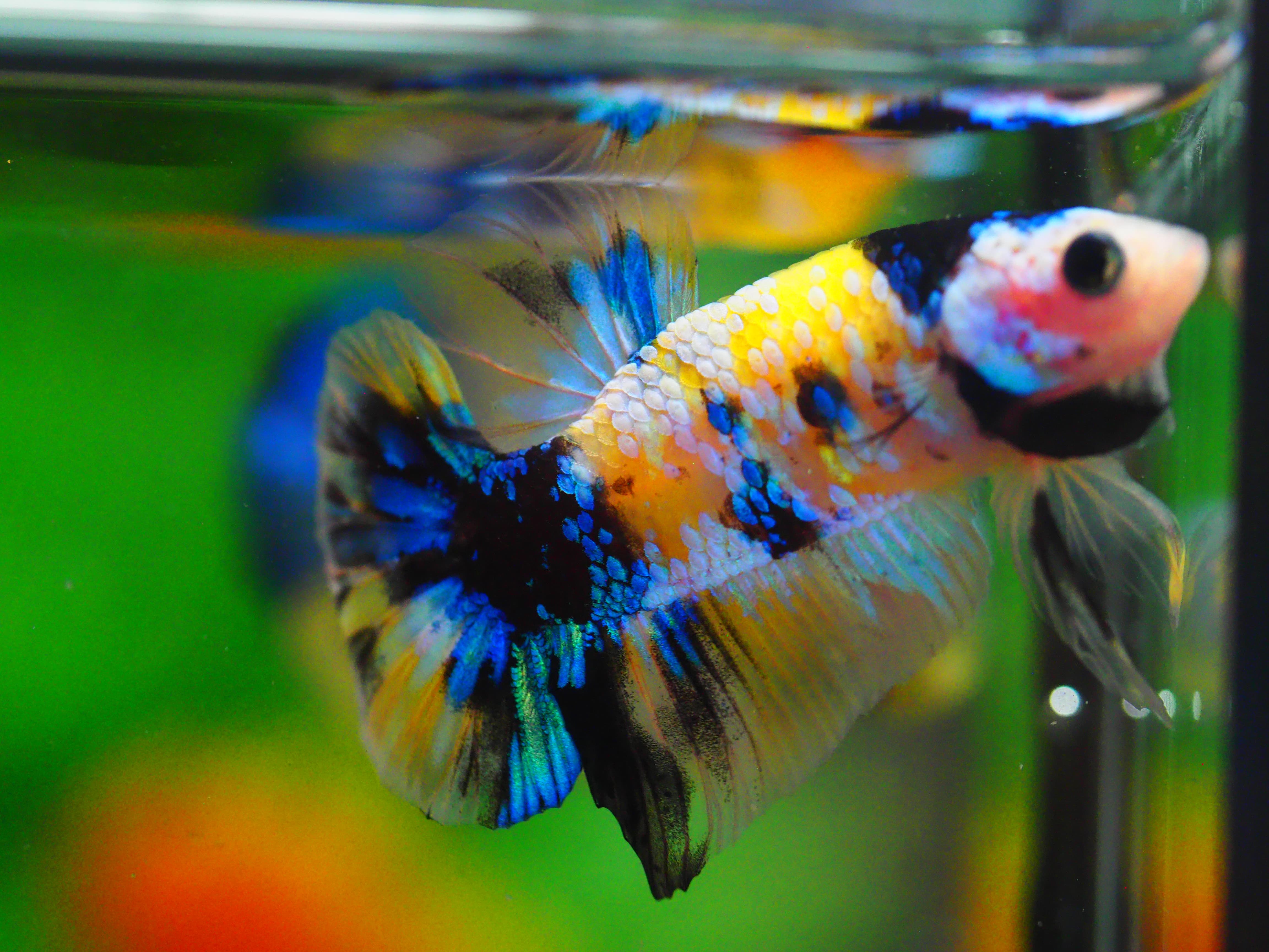 HMPK KOI YELLOW MALE GRADE A +++