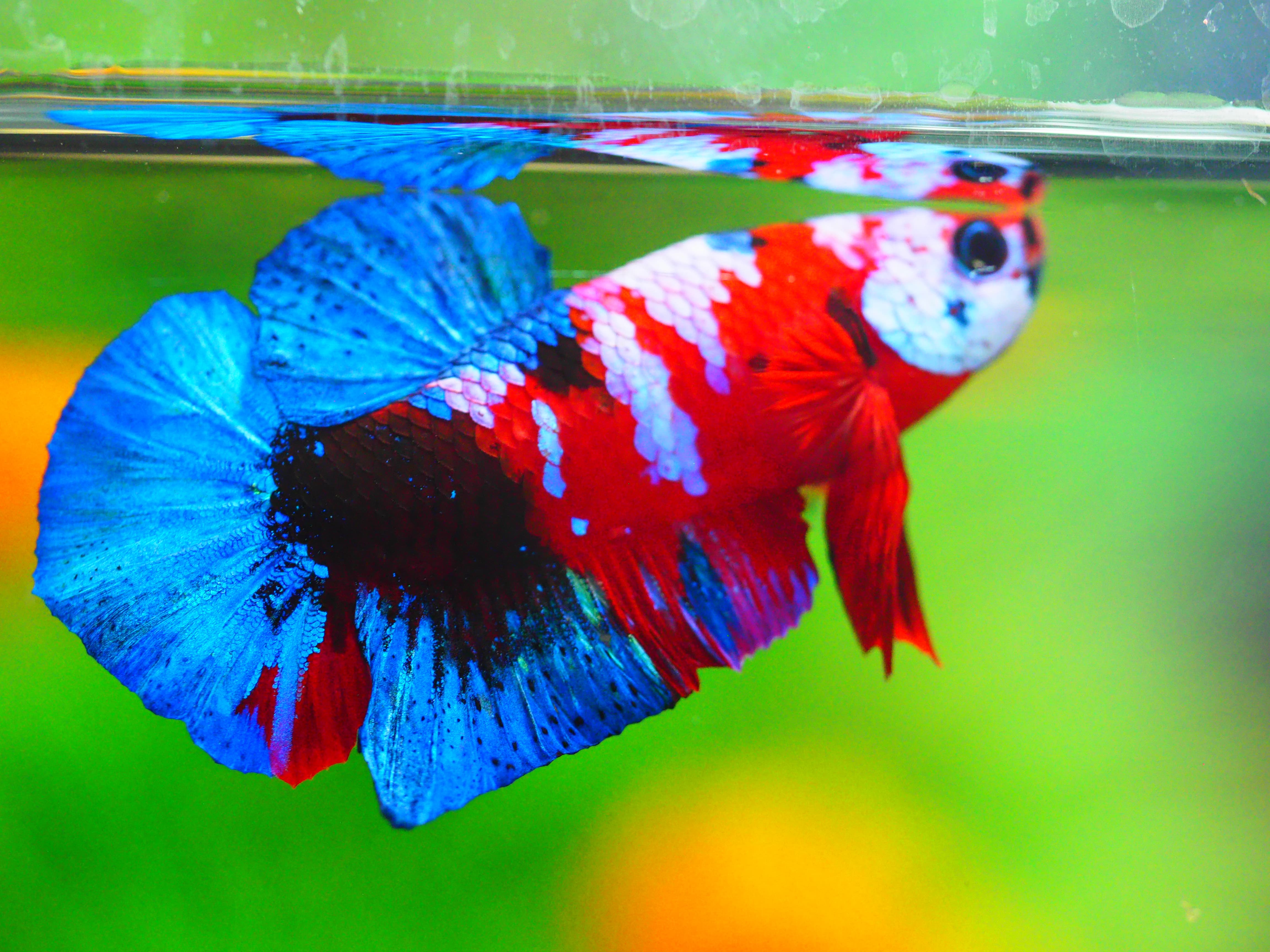 HMPK KOI GALAXY MALE GRADE A +++