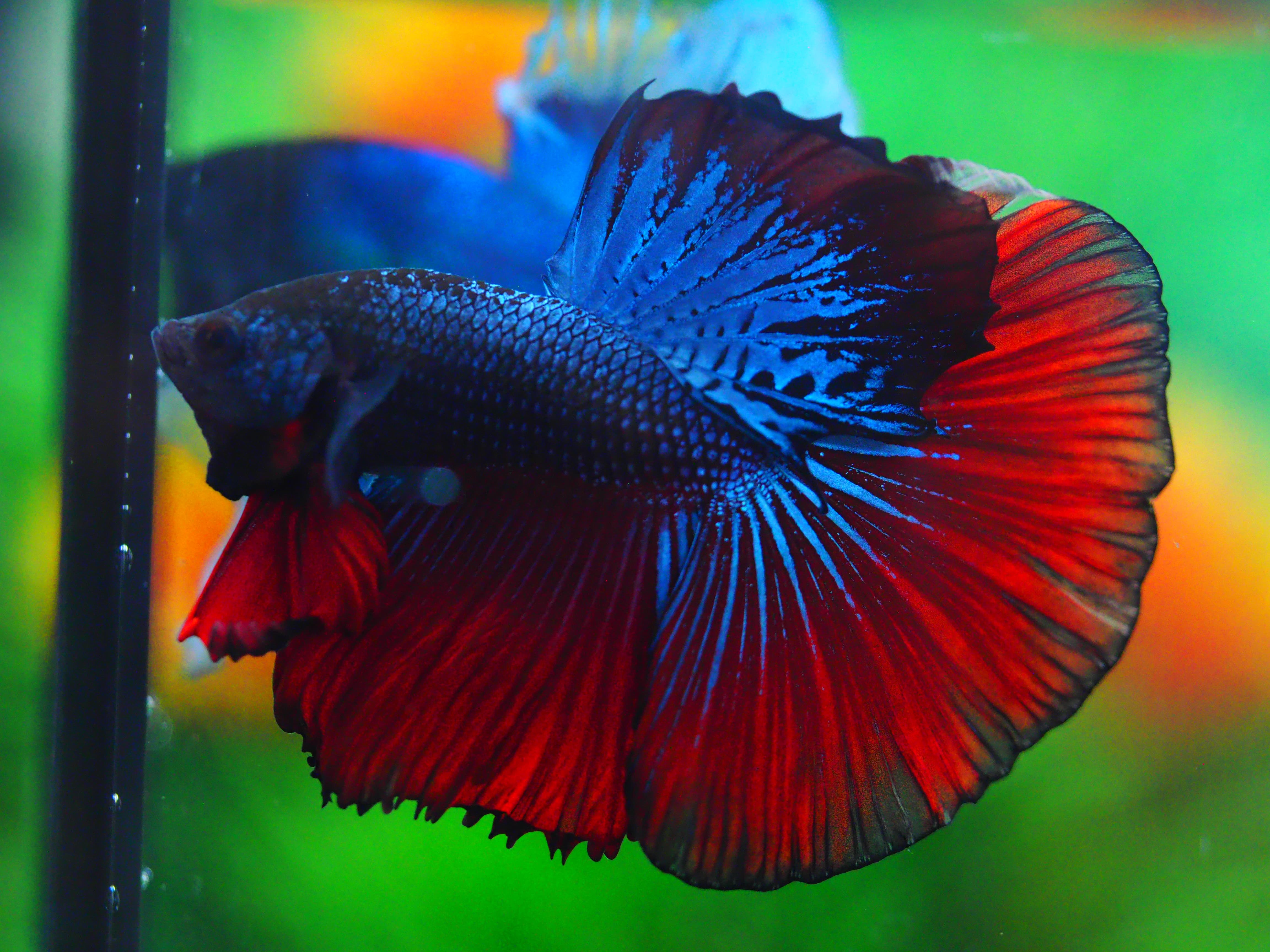 HM FANCY MALE GRADE A +++