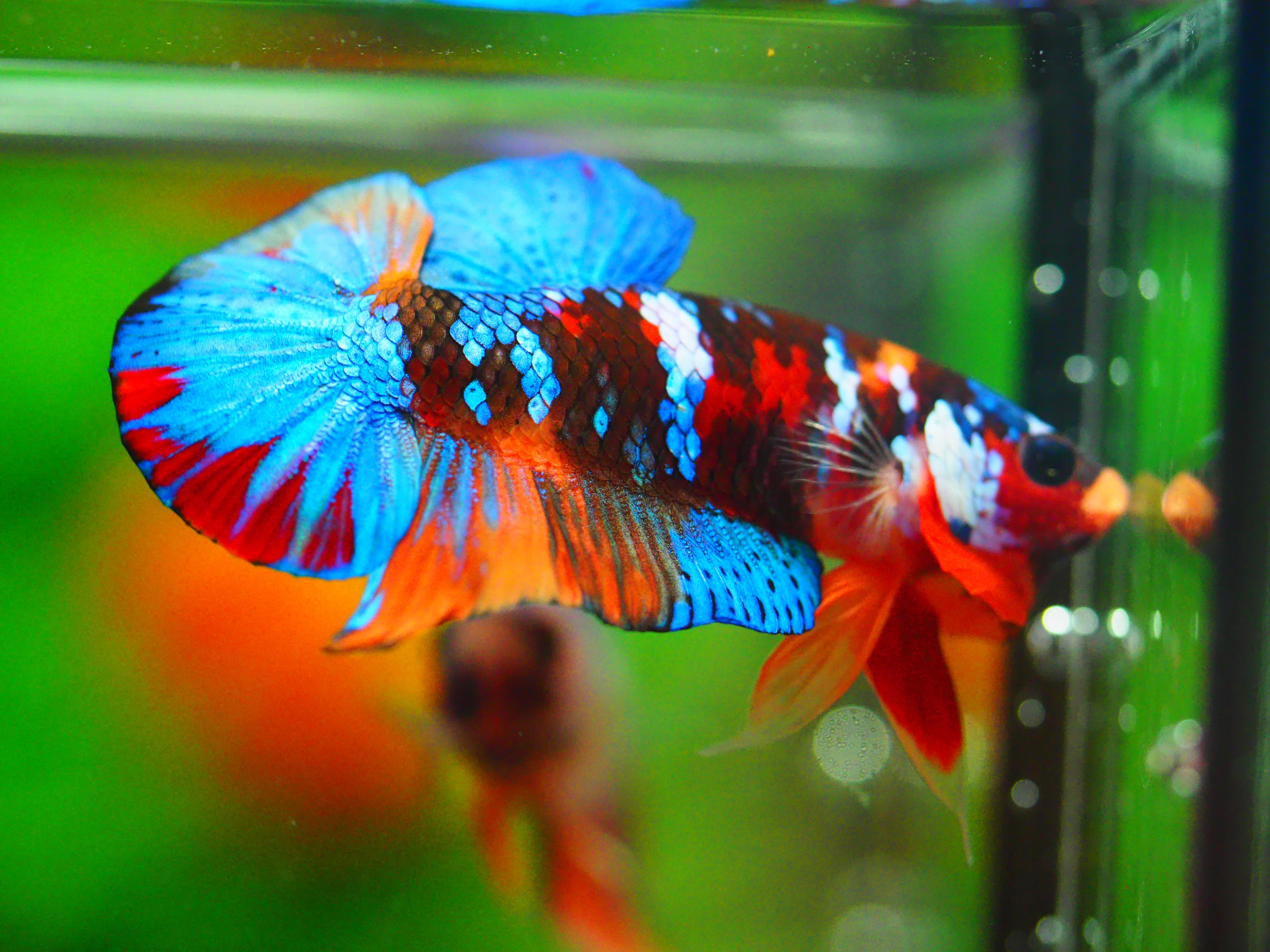 HMPK NEMO GALAXY MALE GRADE A +++