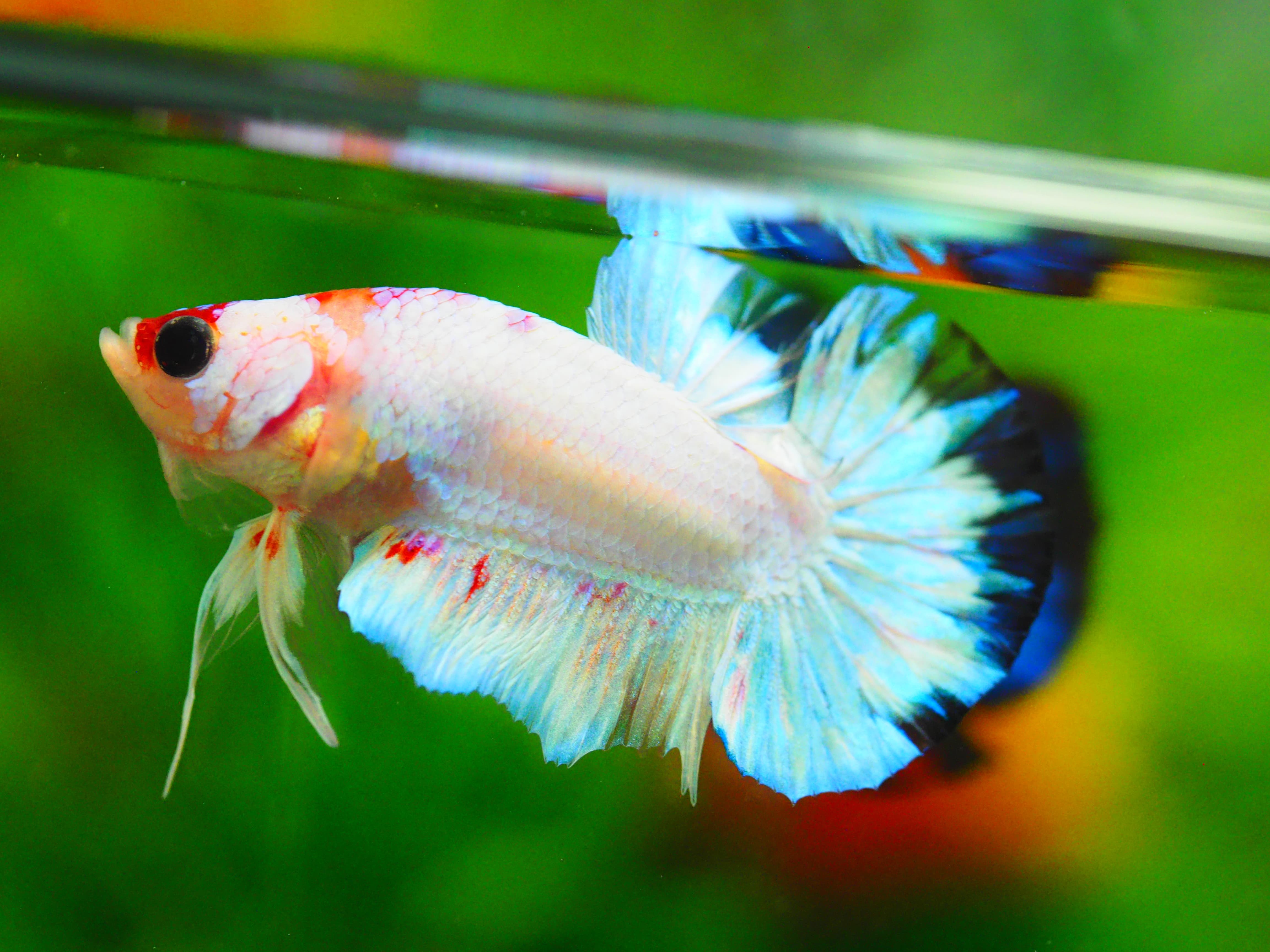 HMPK KOI FANCY MALE GRADE A+++ ปลาเด็ก